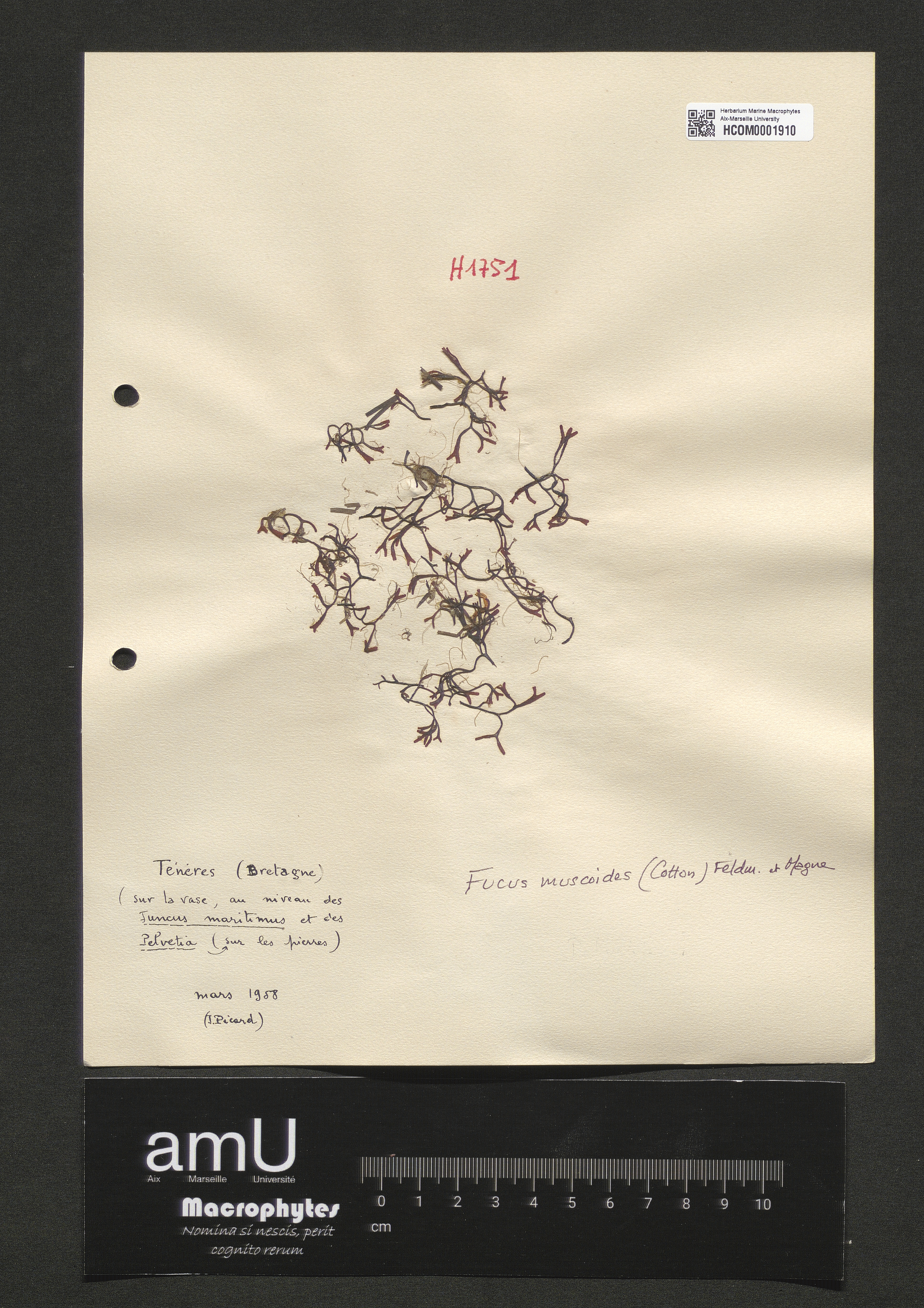 Fucus muscoides specimen