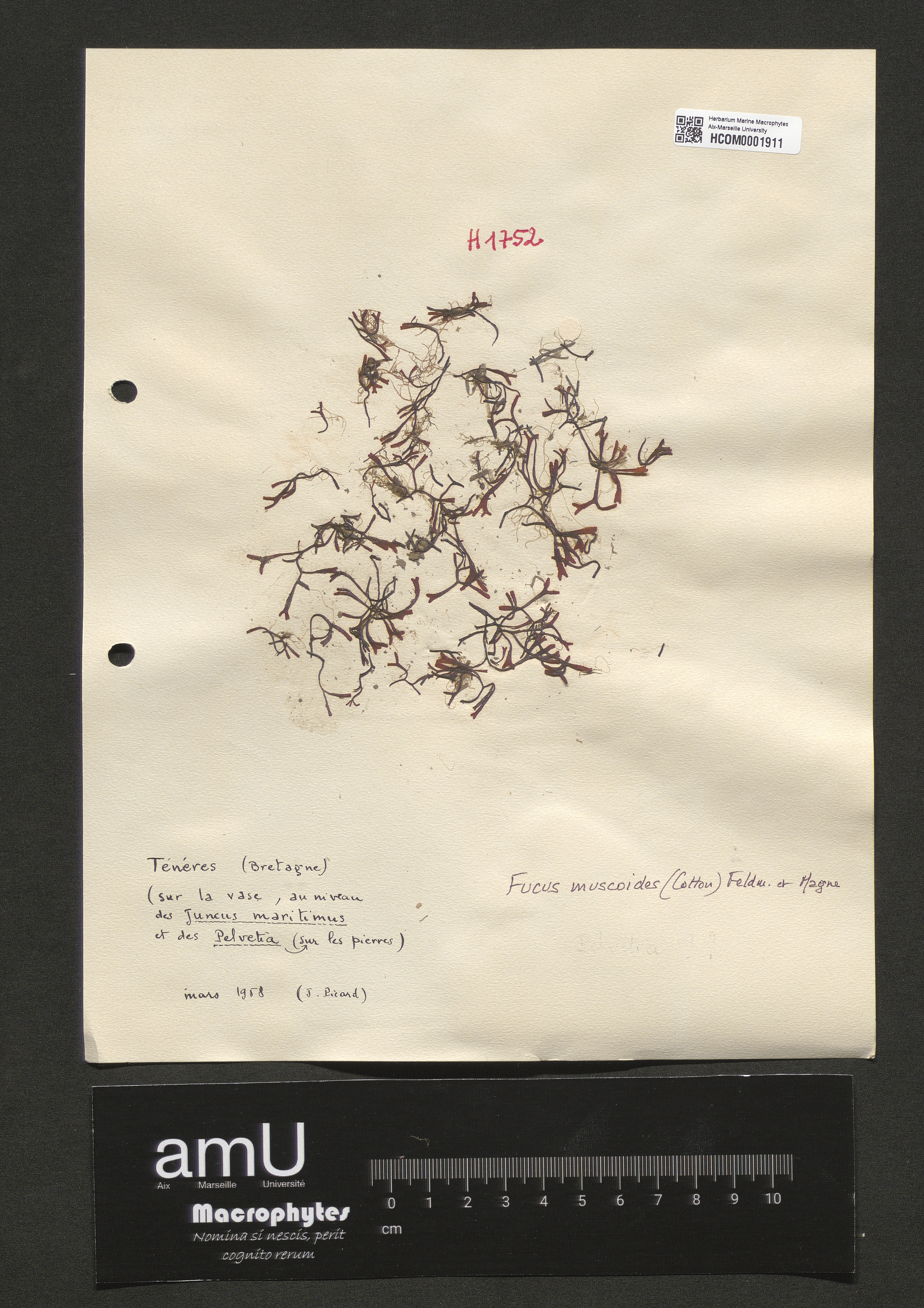 Fucus muscoides specimen