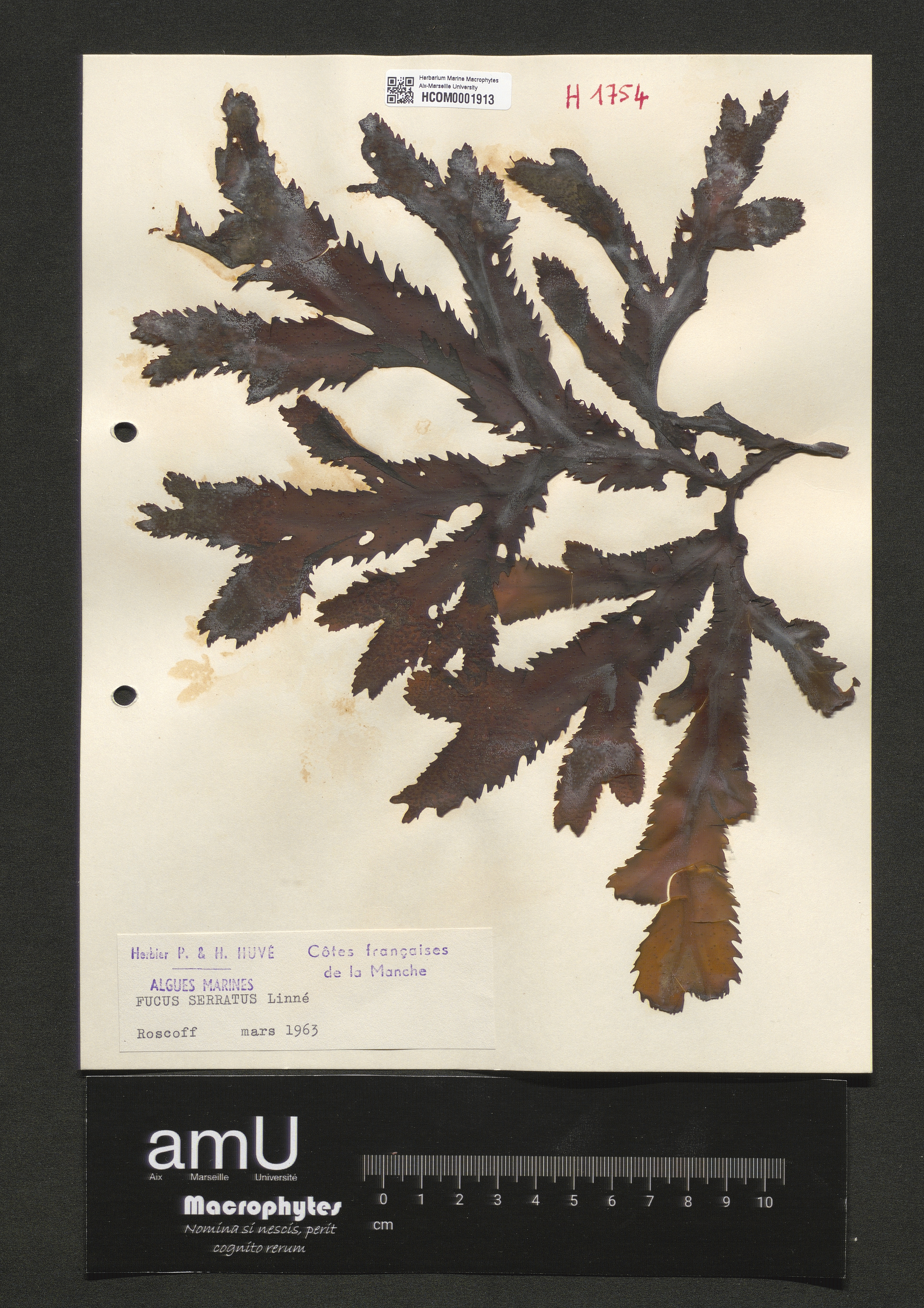 Fucus serratus specimen