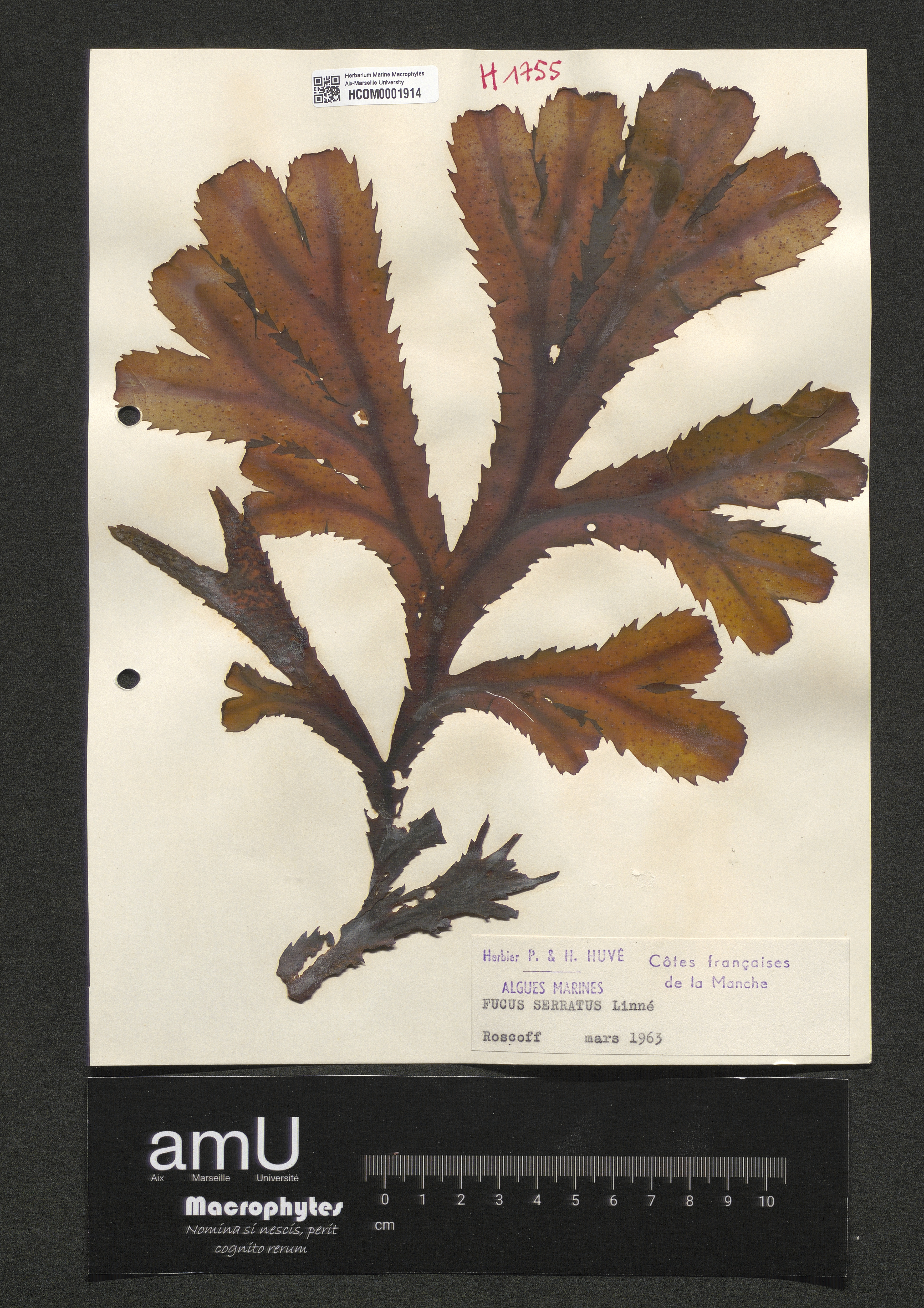Fucus serratus specimen