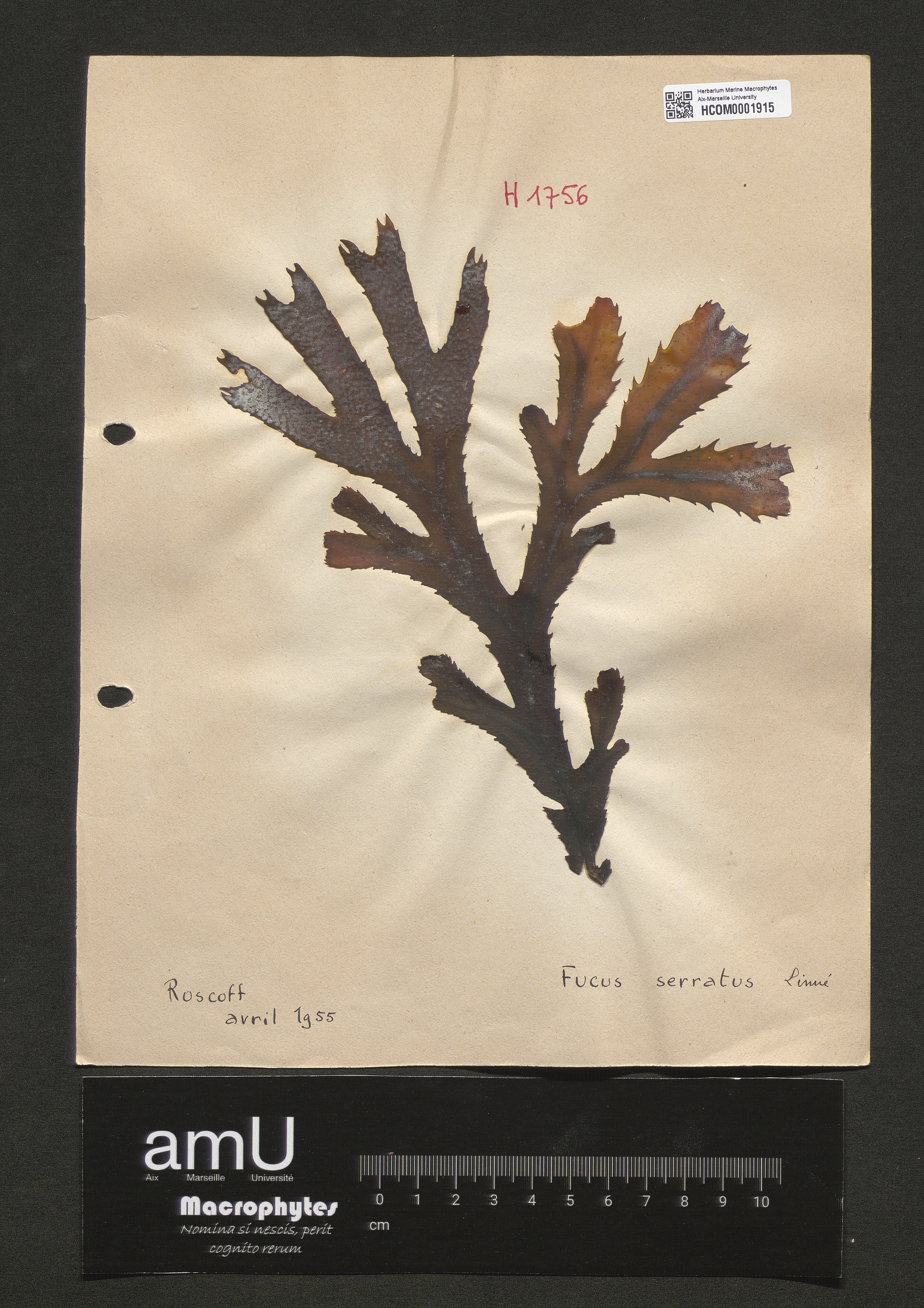 Fucus serratus specimen