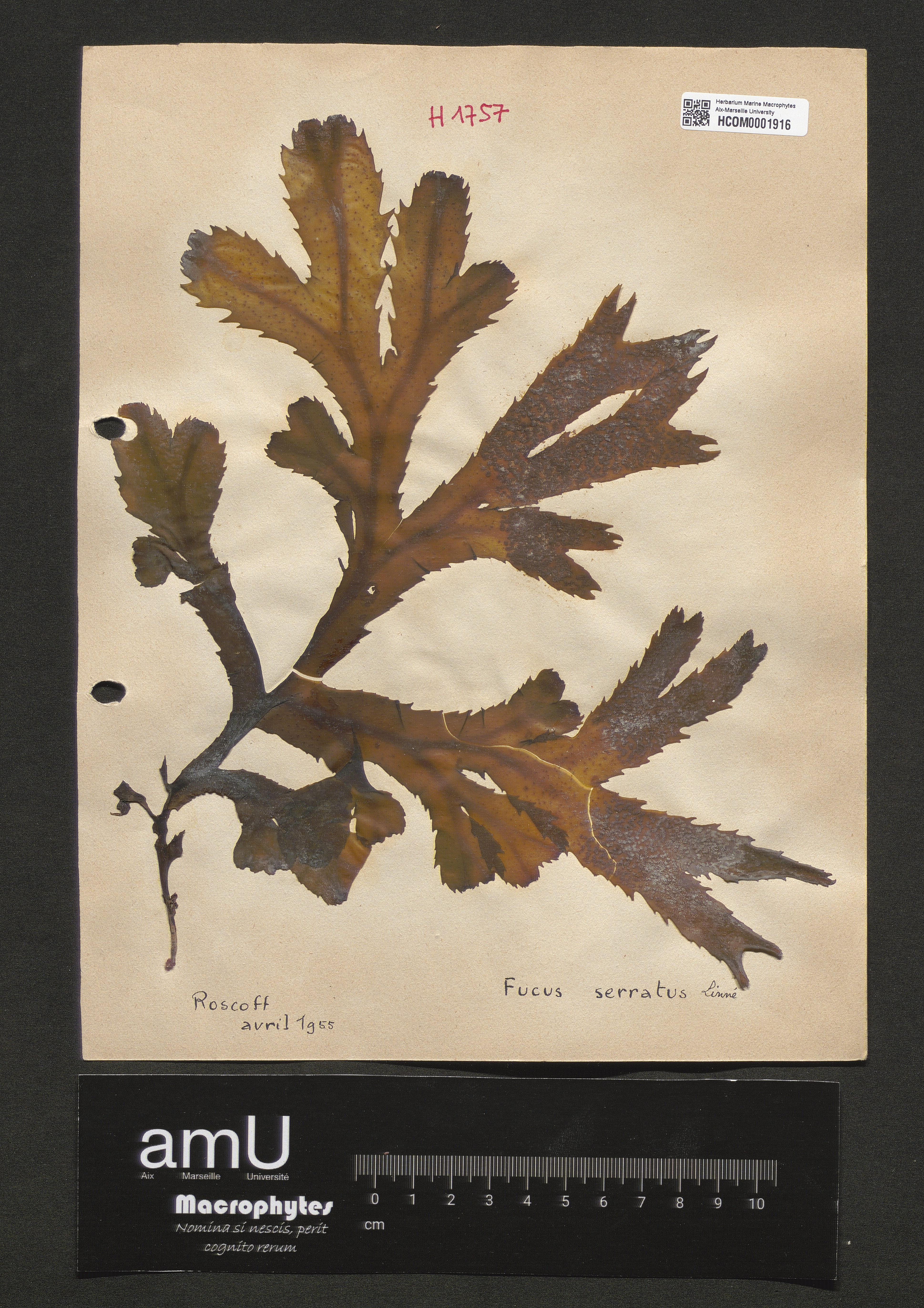 Fucus serratus specimen