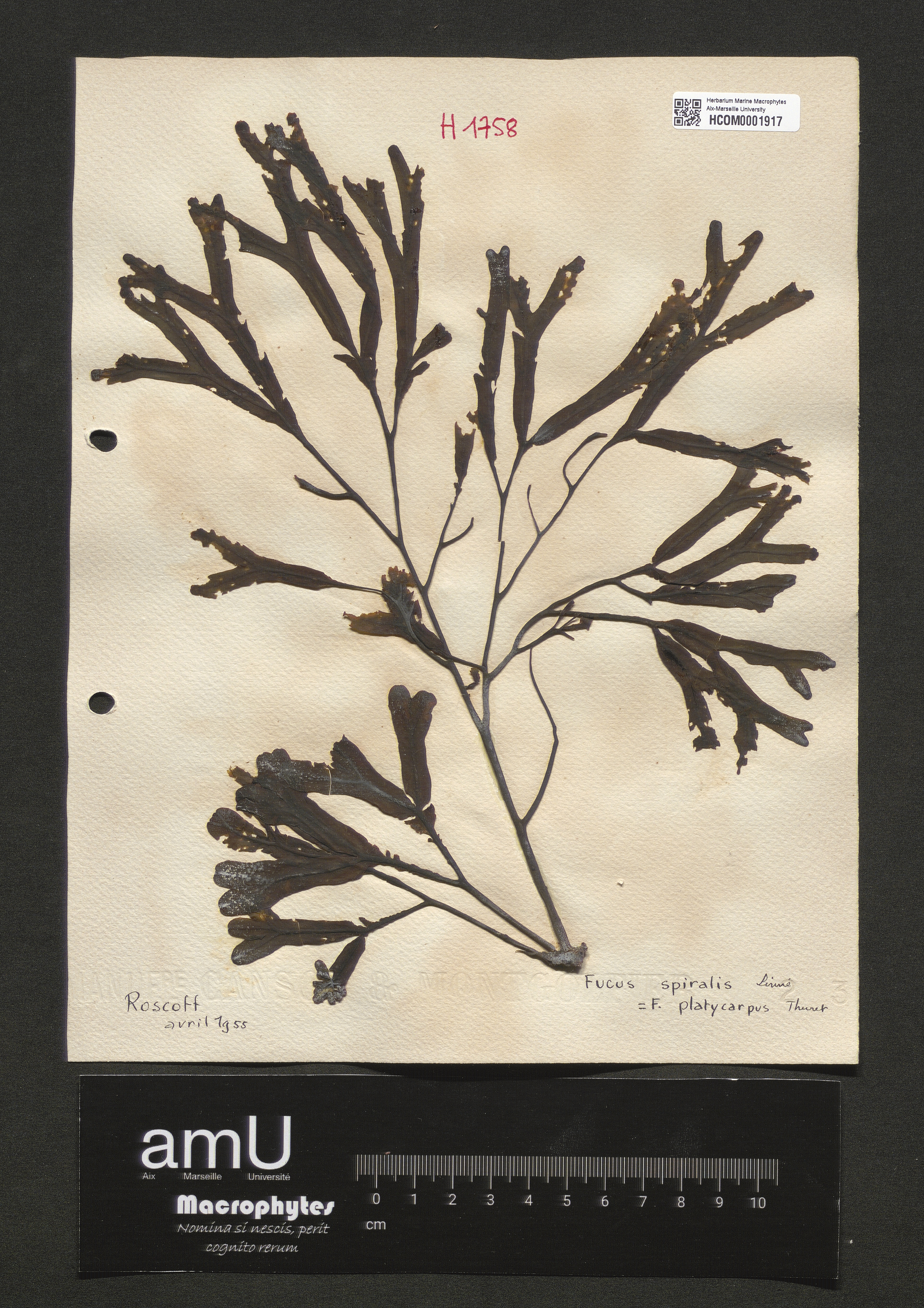 Fucus spiralis specimen