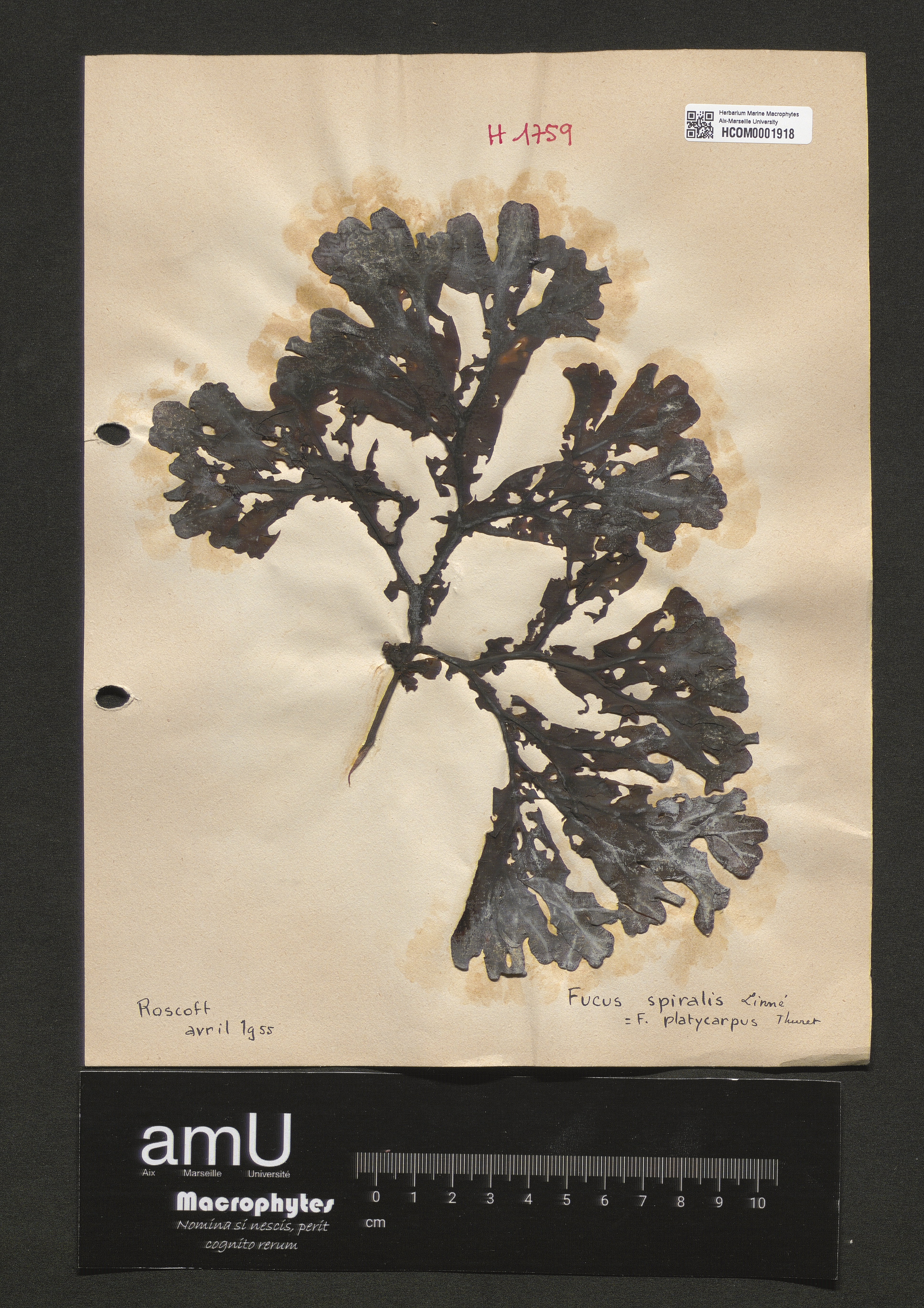 Fucus spiralis specimen