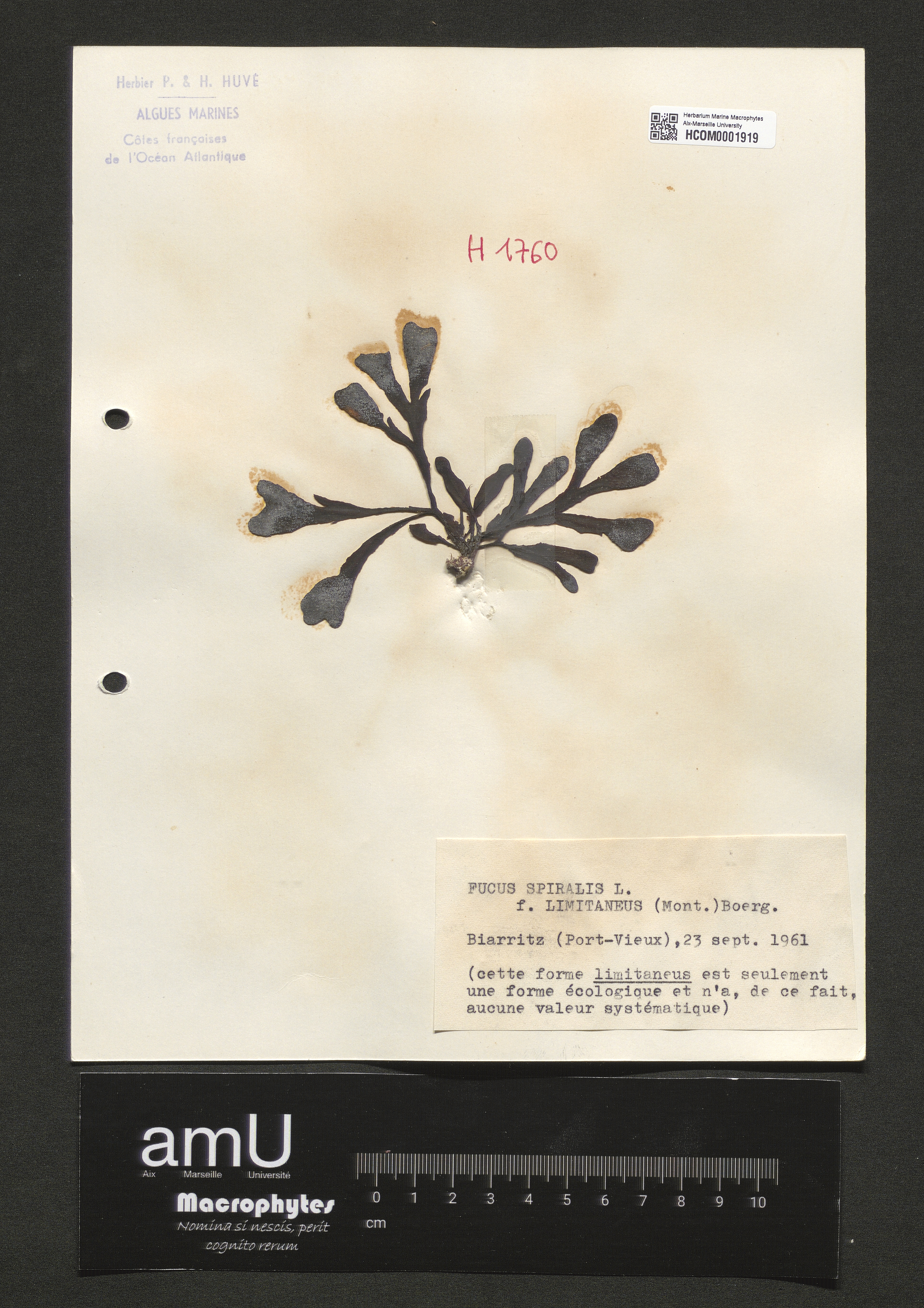 Fucus spiralis f. limitaneus specimen