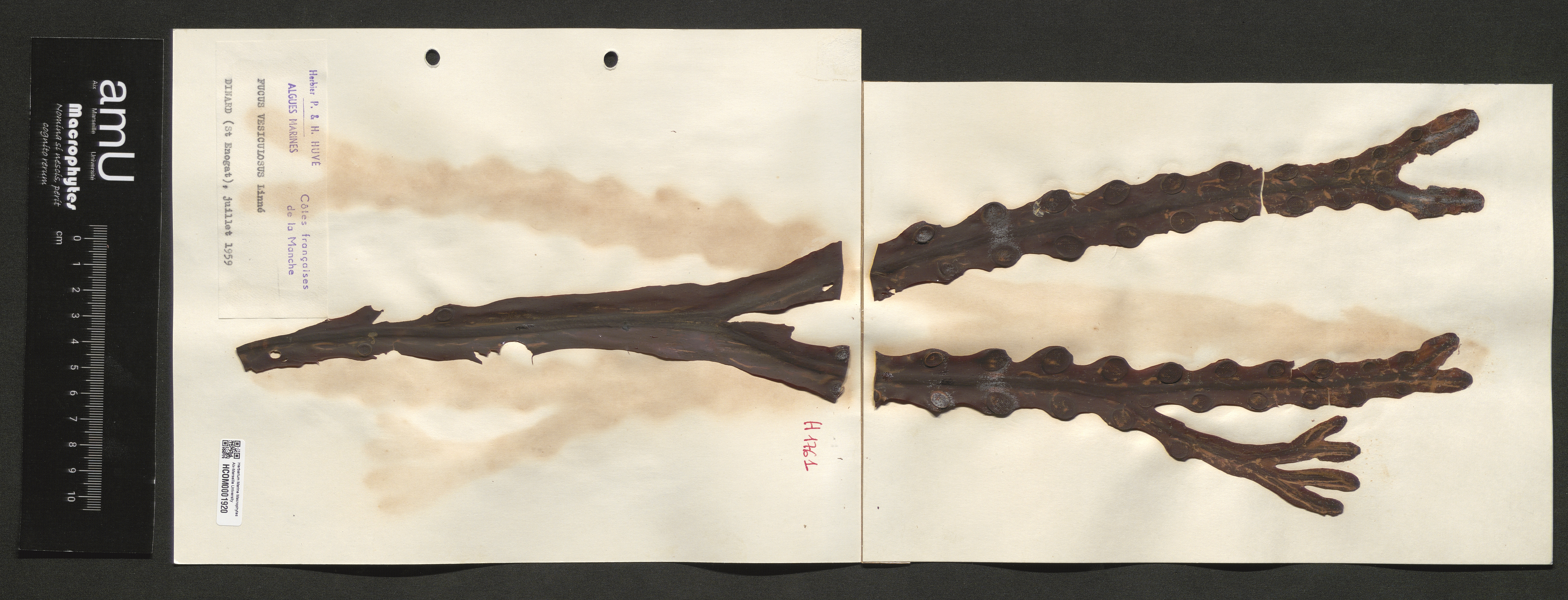 Fucus vesiculosus specimen
