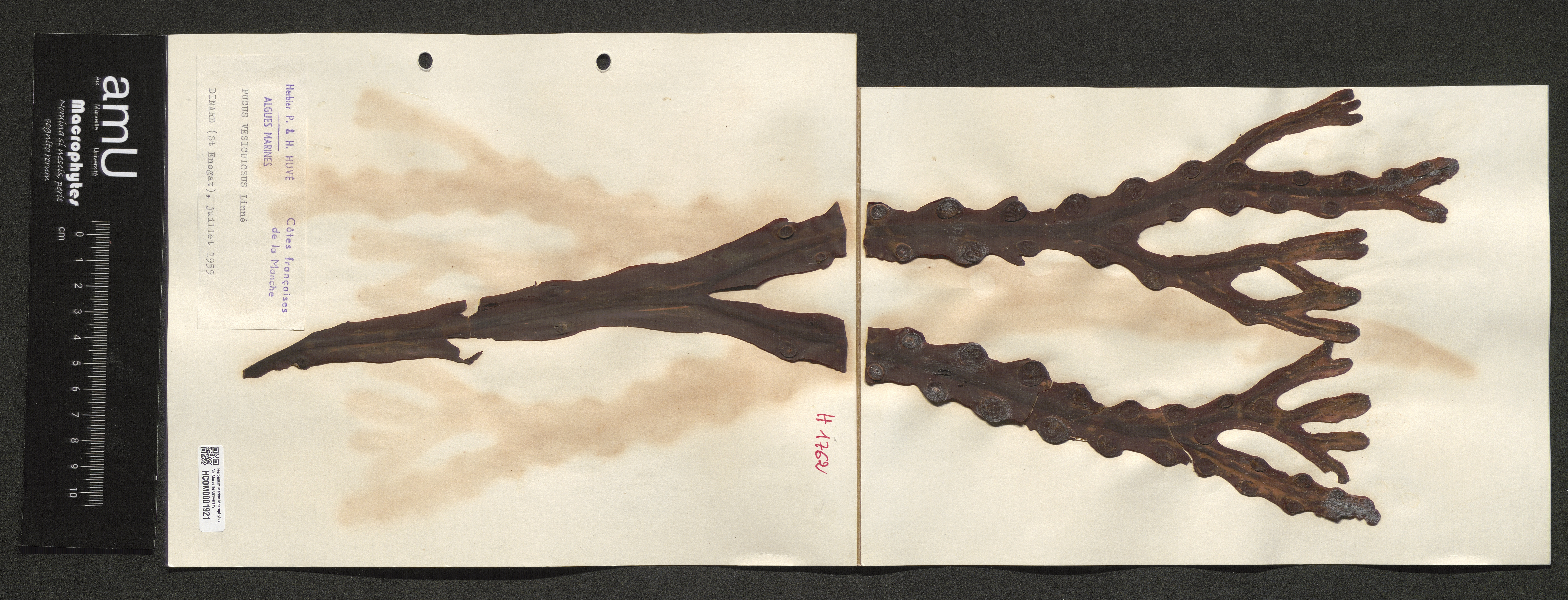 Fucus vesiculosus specimen