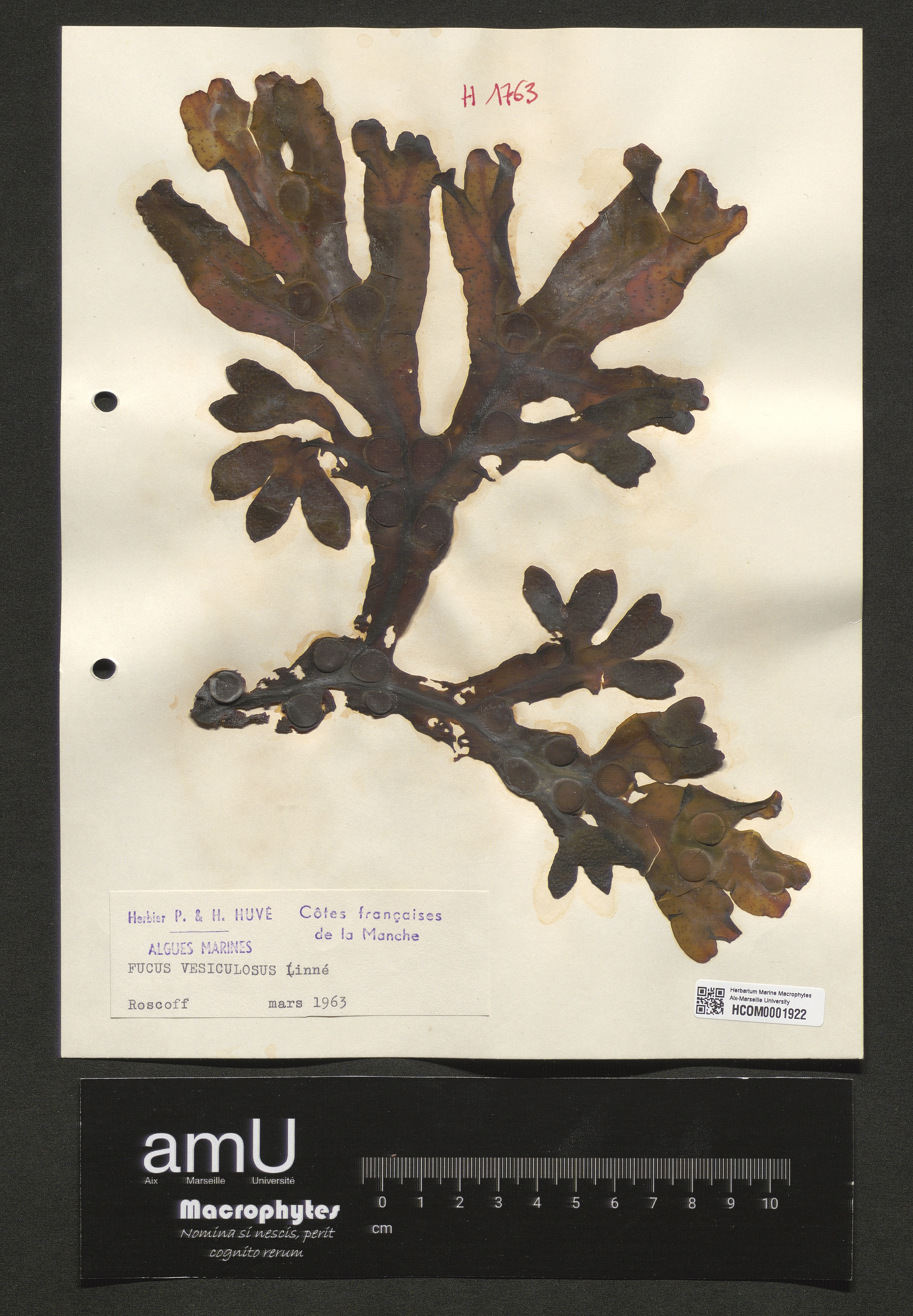Fucus vesiculosus specimen