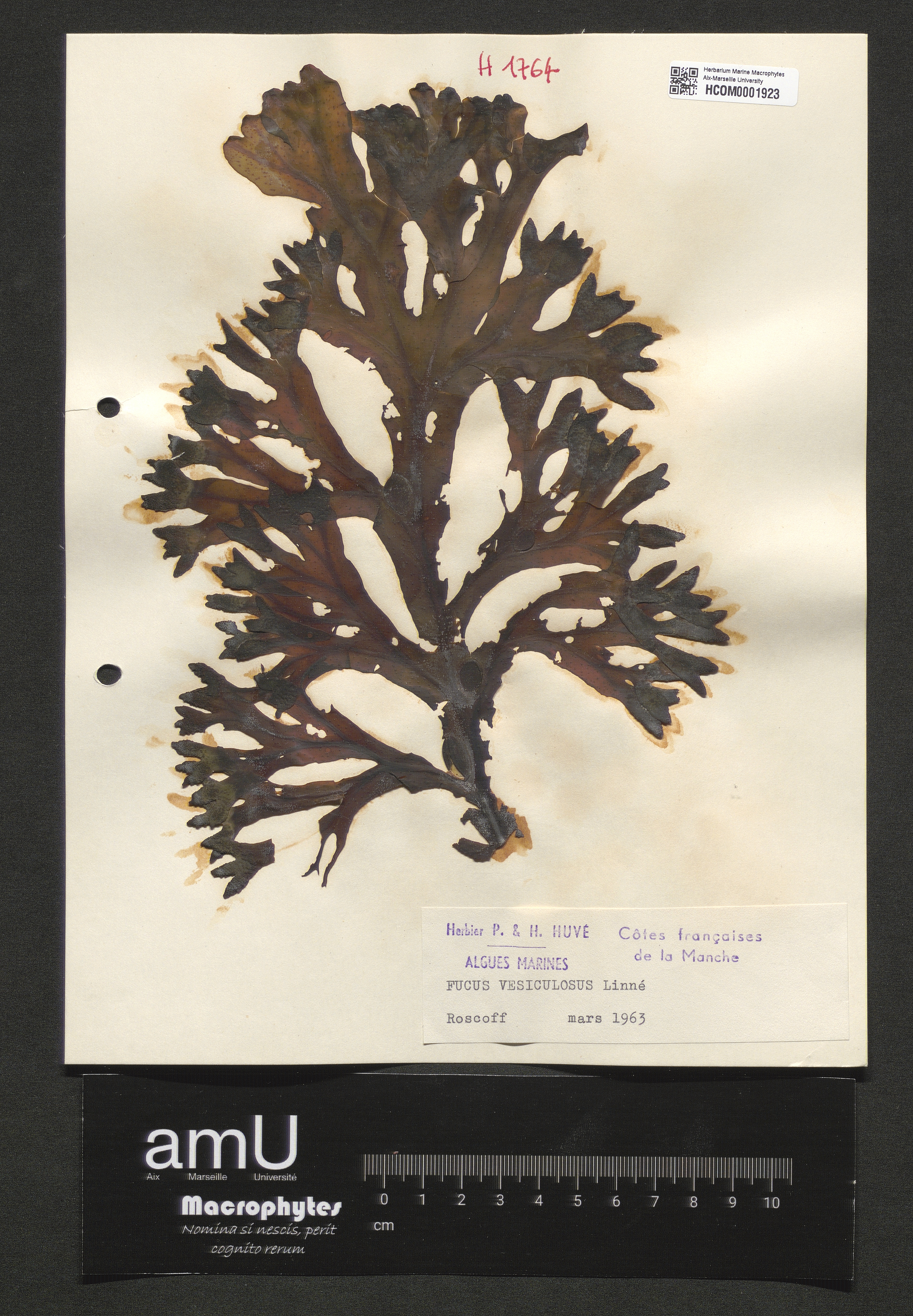 Fucus vesiculosus specimen