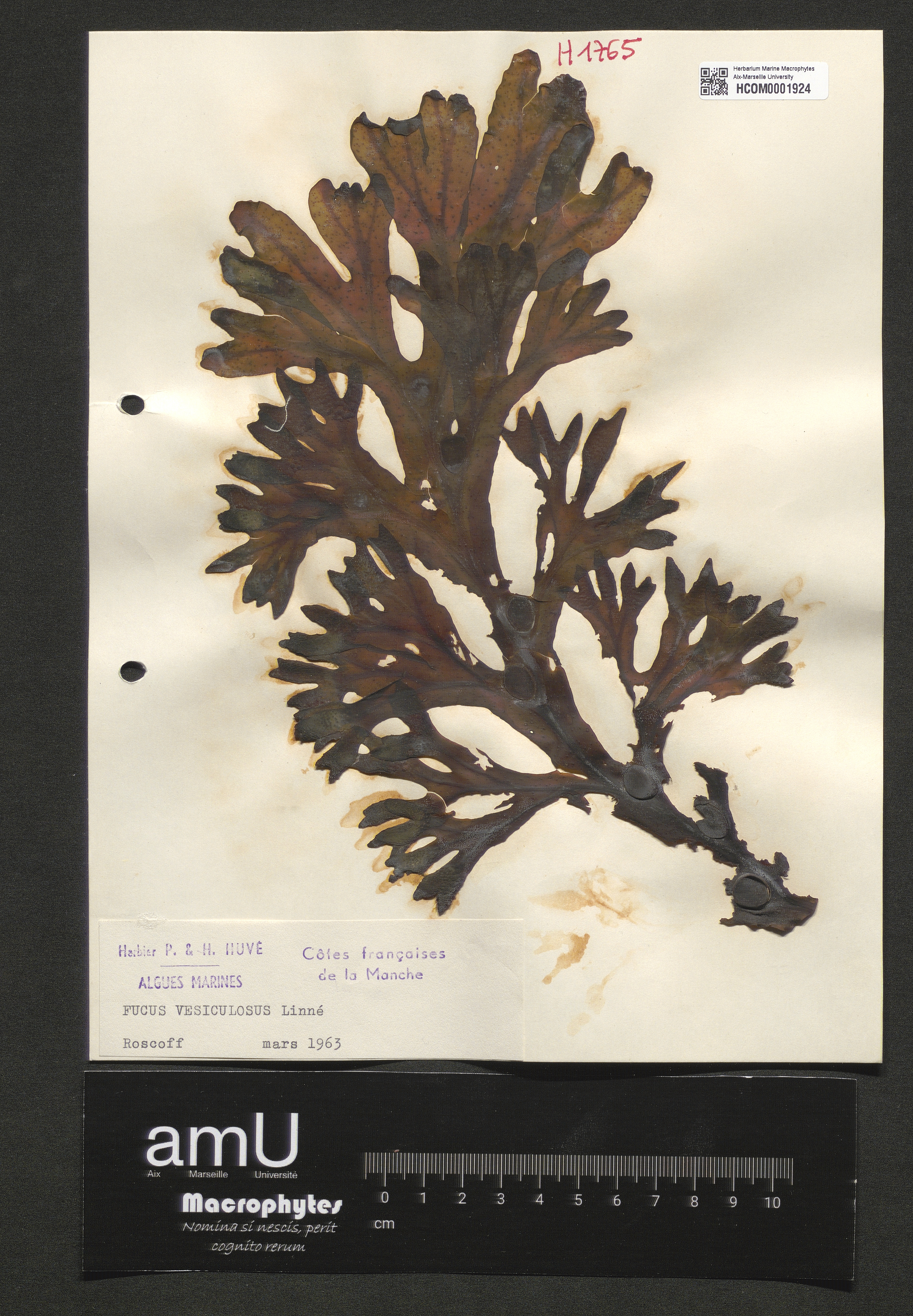 Fucus vesiculosus specimen