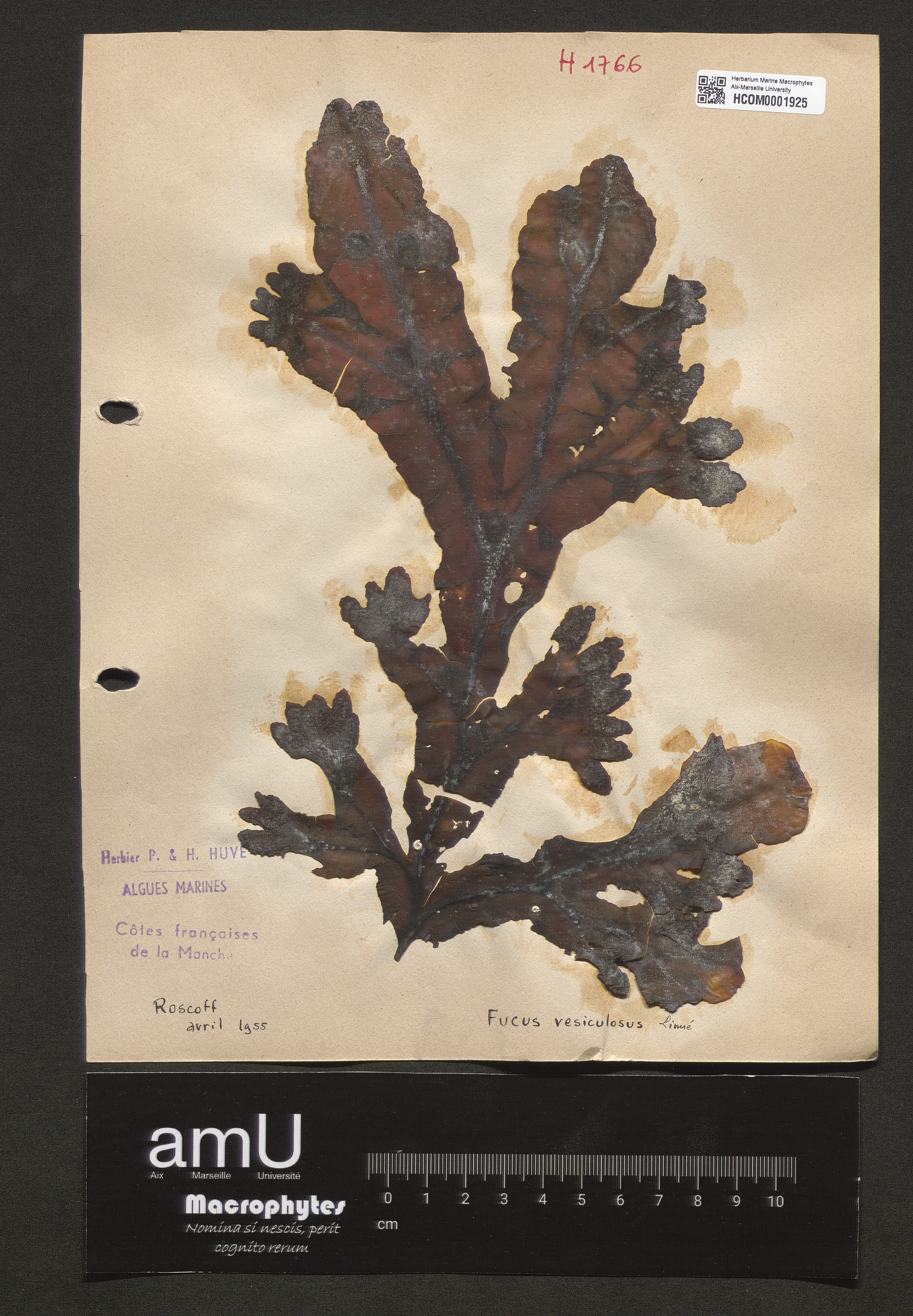 Fucus vesiculosus specimen