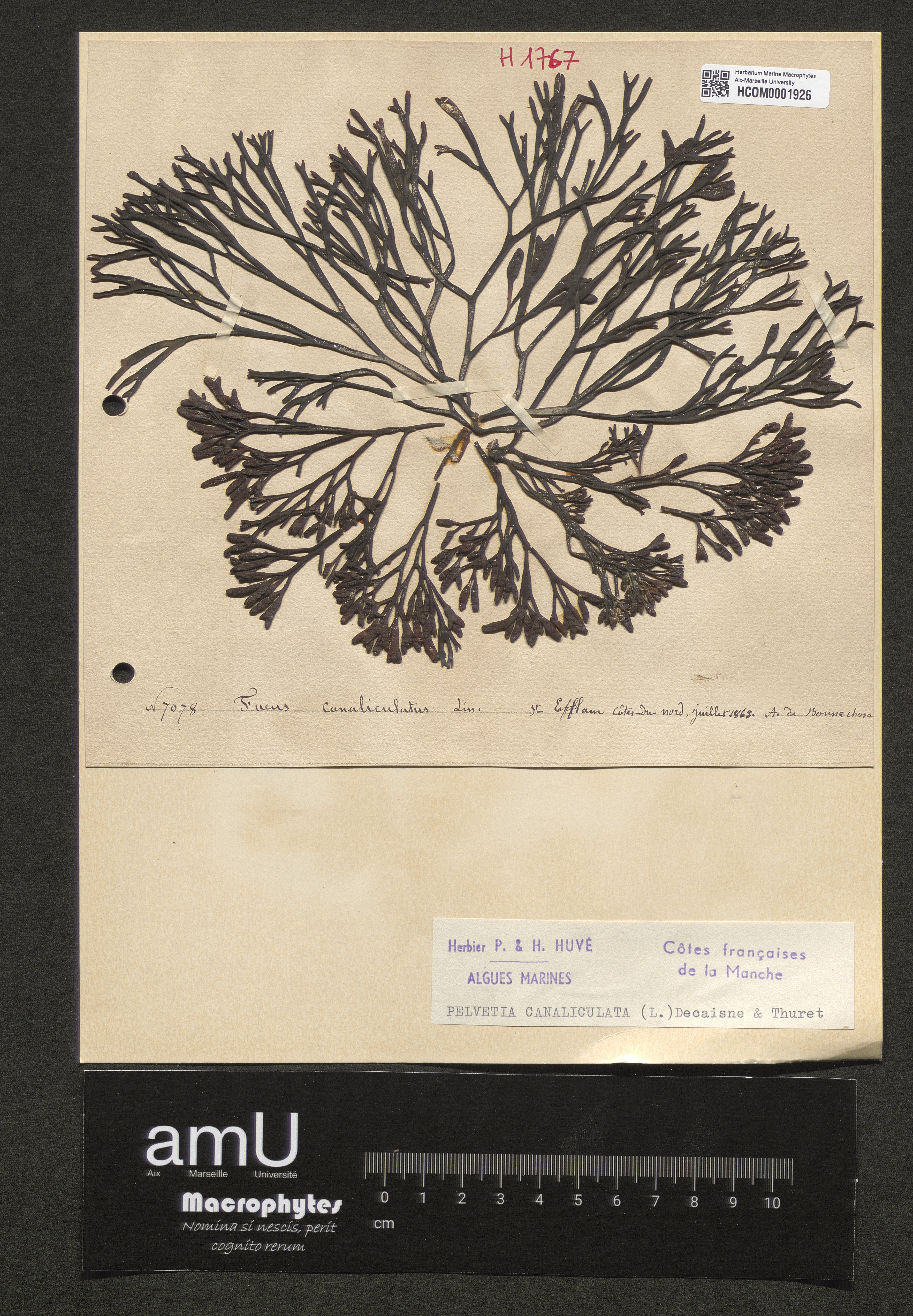 Pelvetia canaliculata specimen