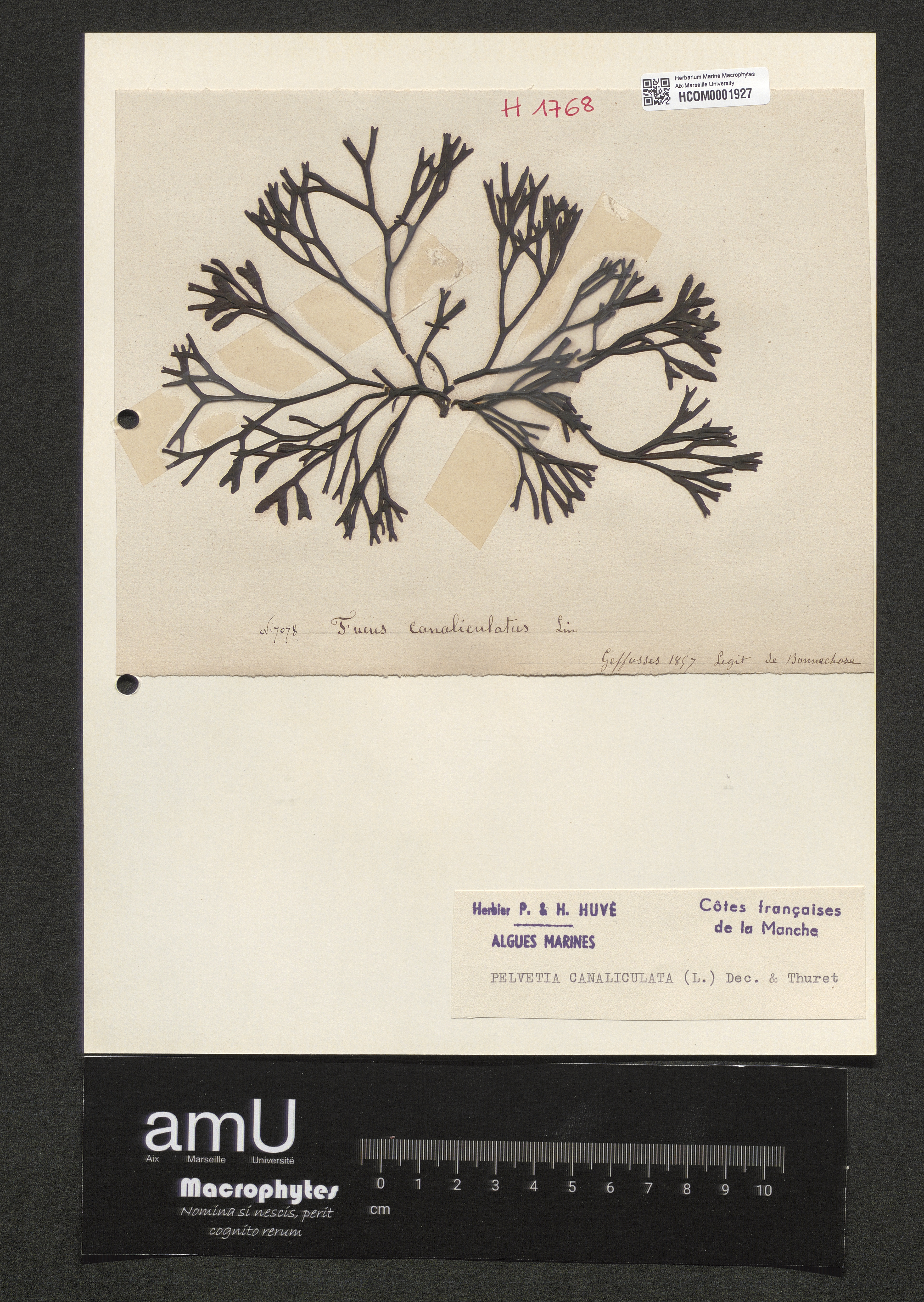 Pelvetia canaliculata specimen