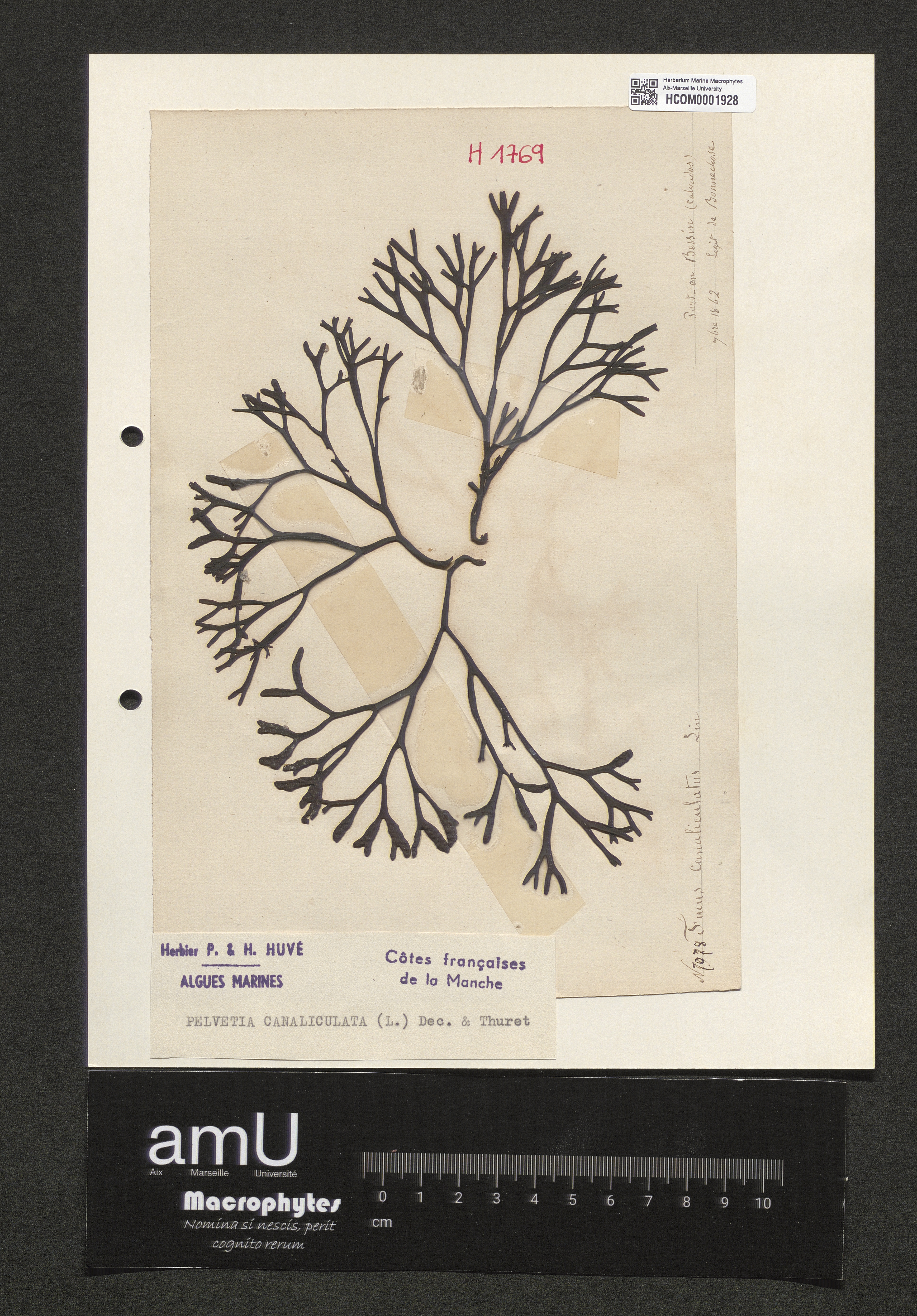 Pelvetia canaliculata specimen