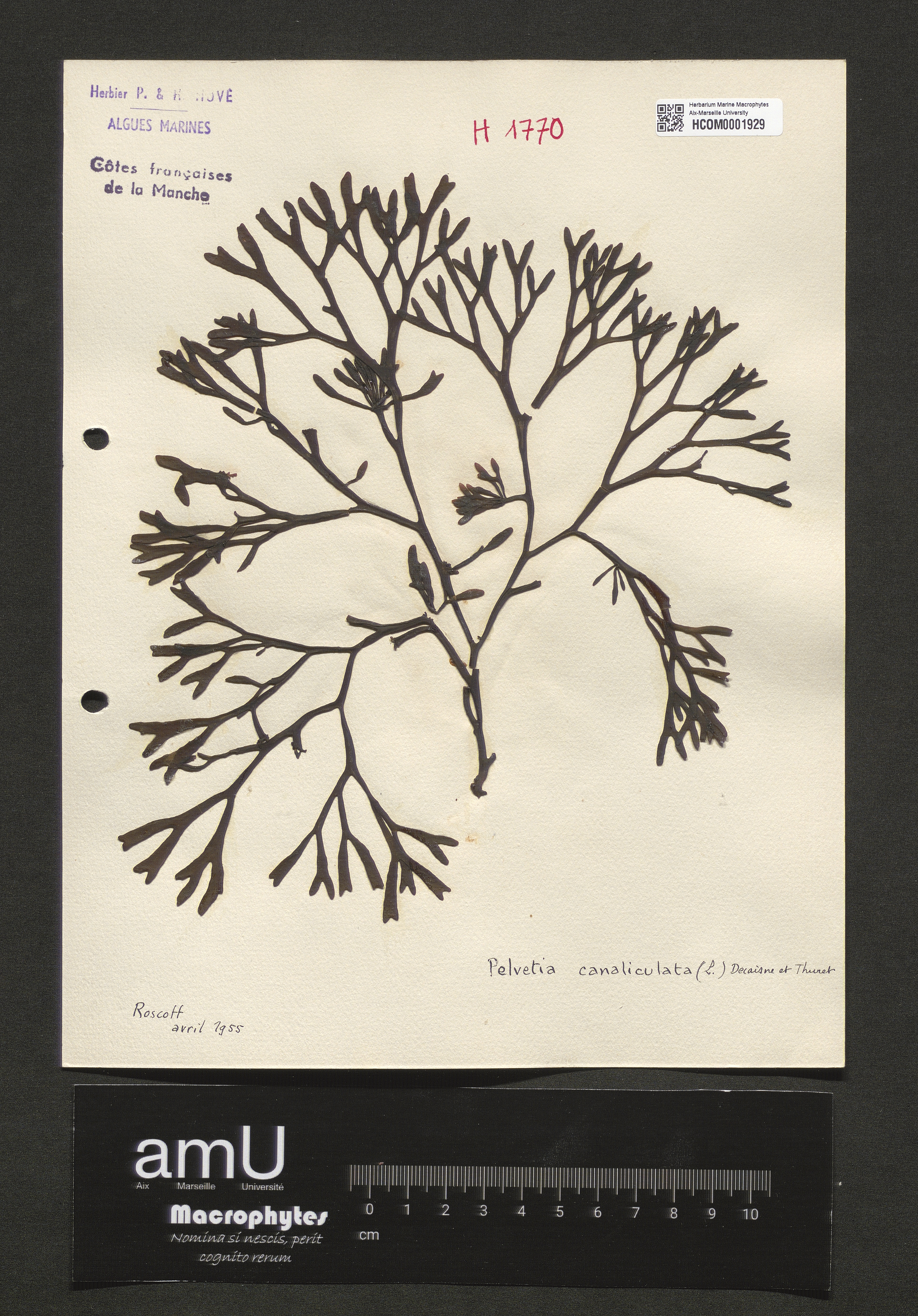 Pelvetia canaliculata specimen