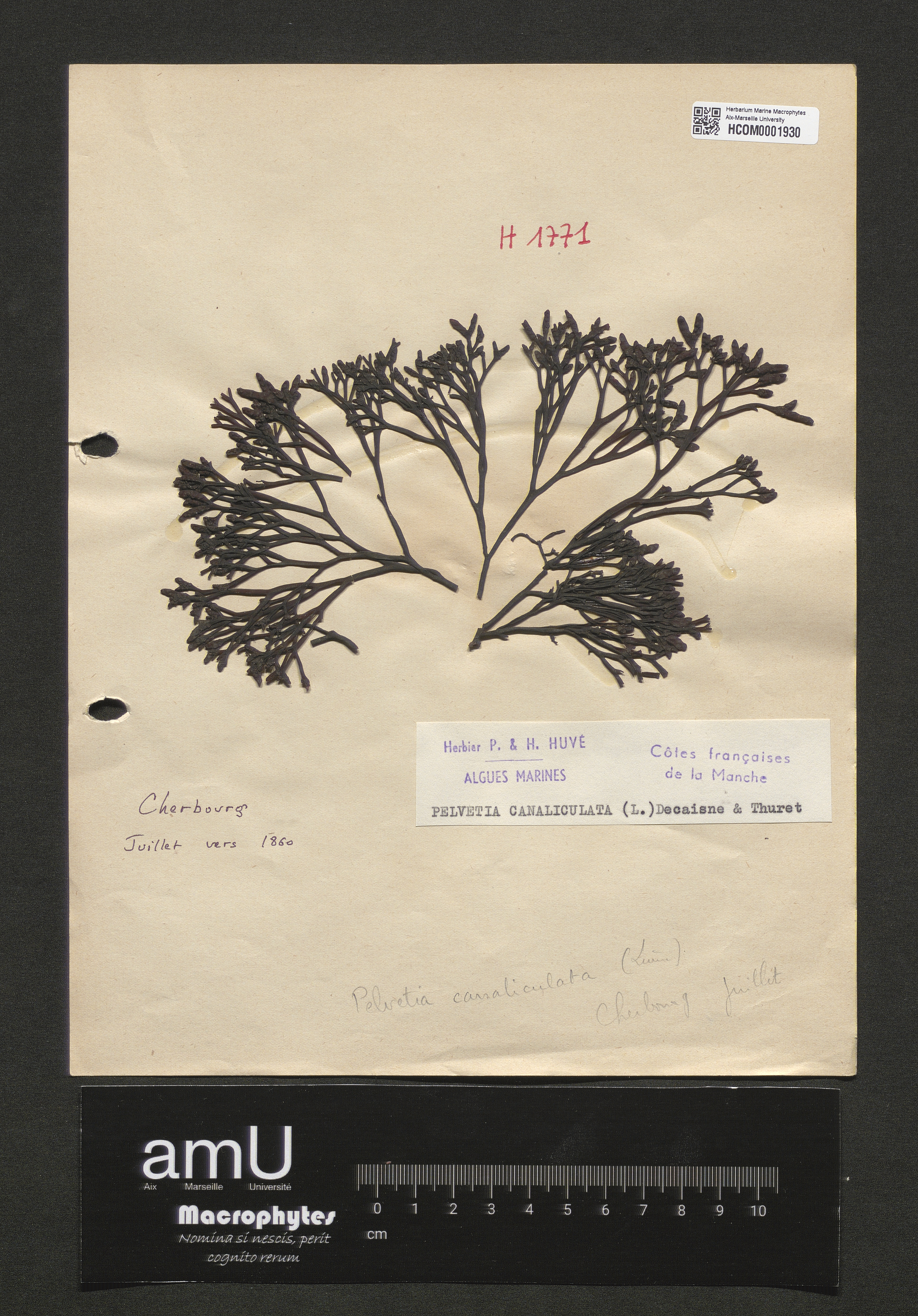 Pelvetia canaliculata specimen