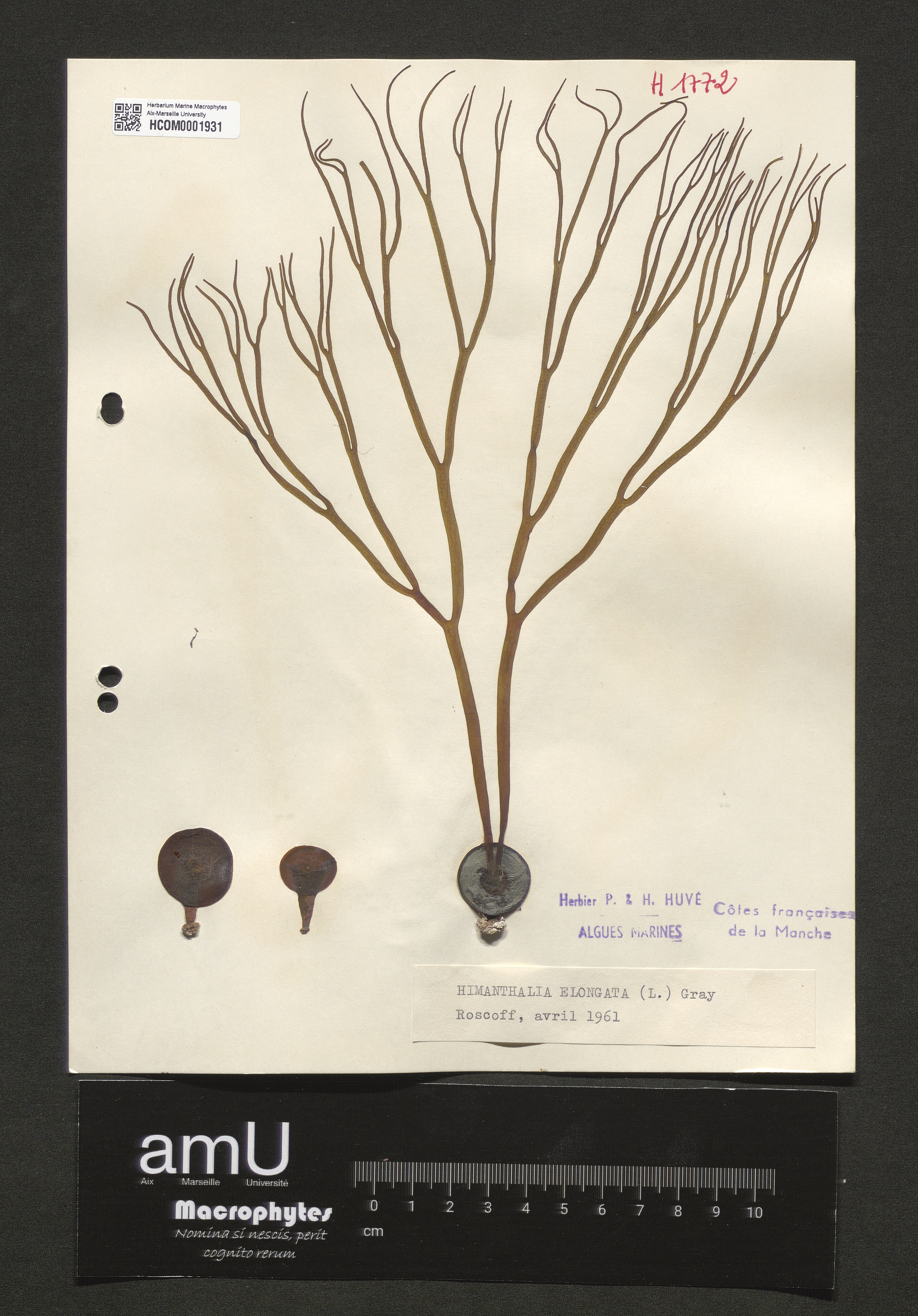 Himanthalia elongata specimen