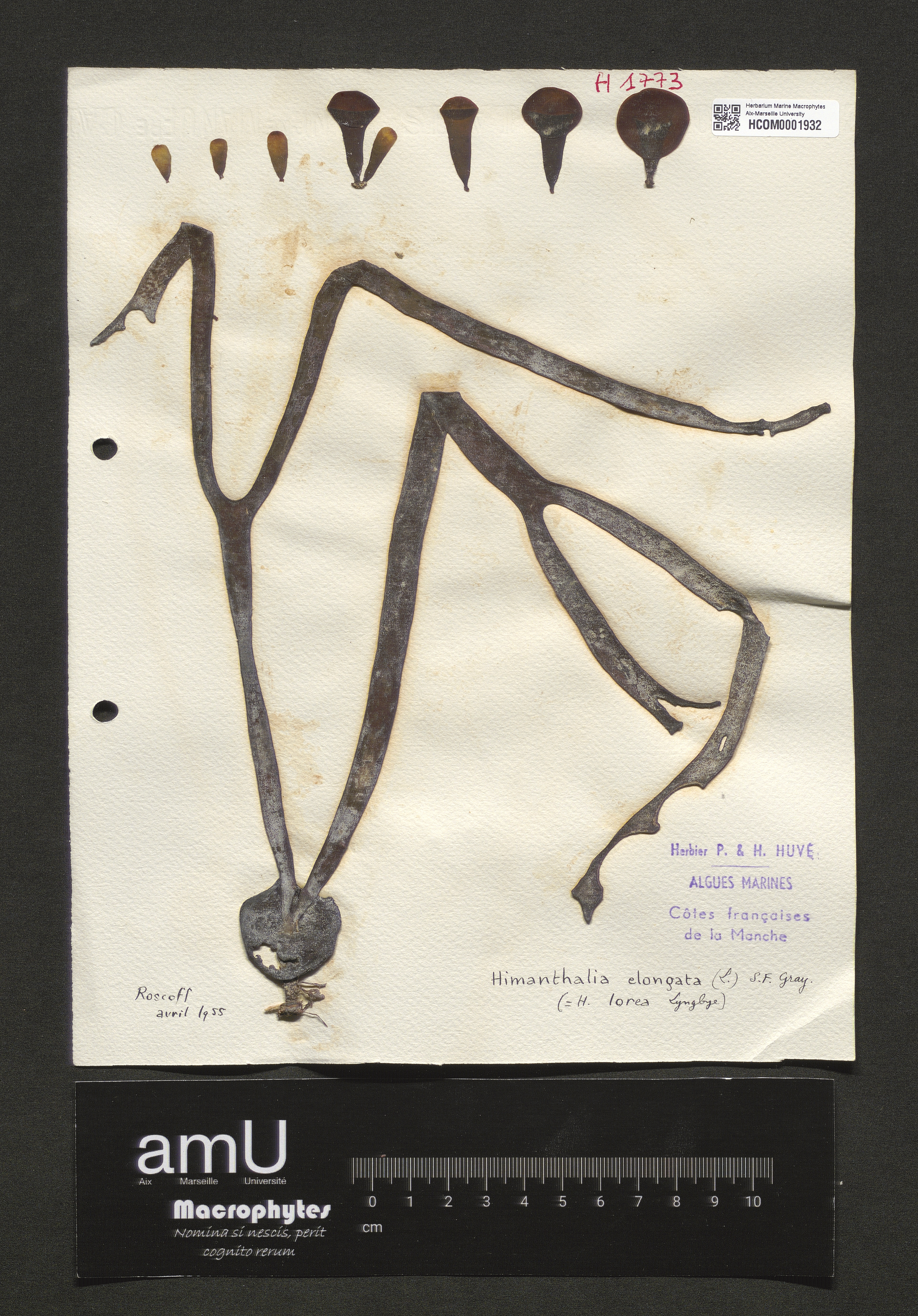 Himanthalia elongata specimen