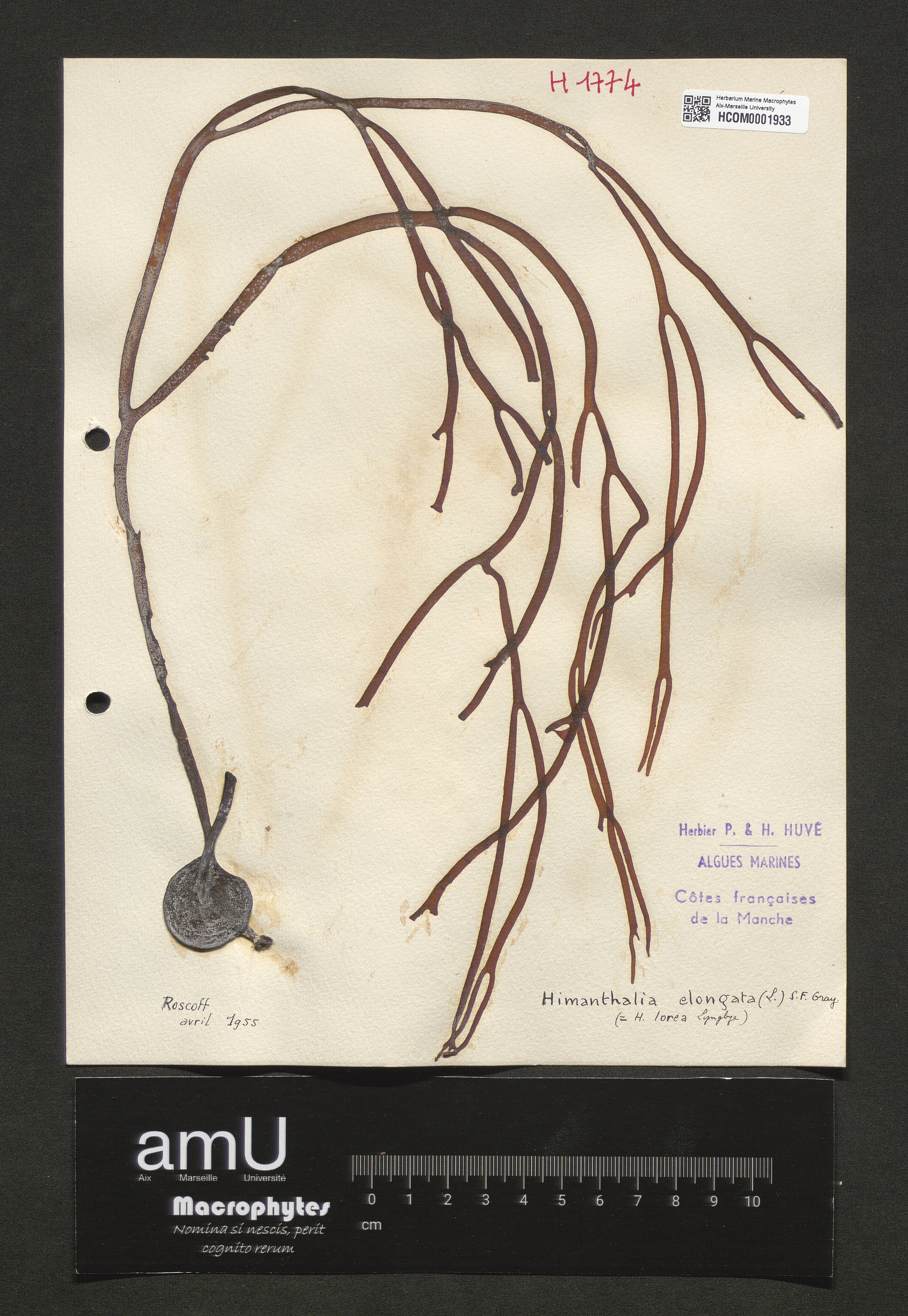 Himanthalia elongata specimen