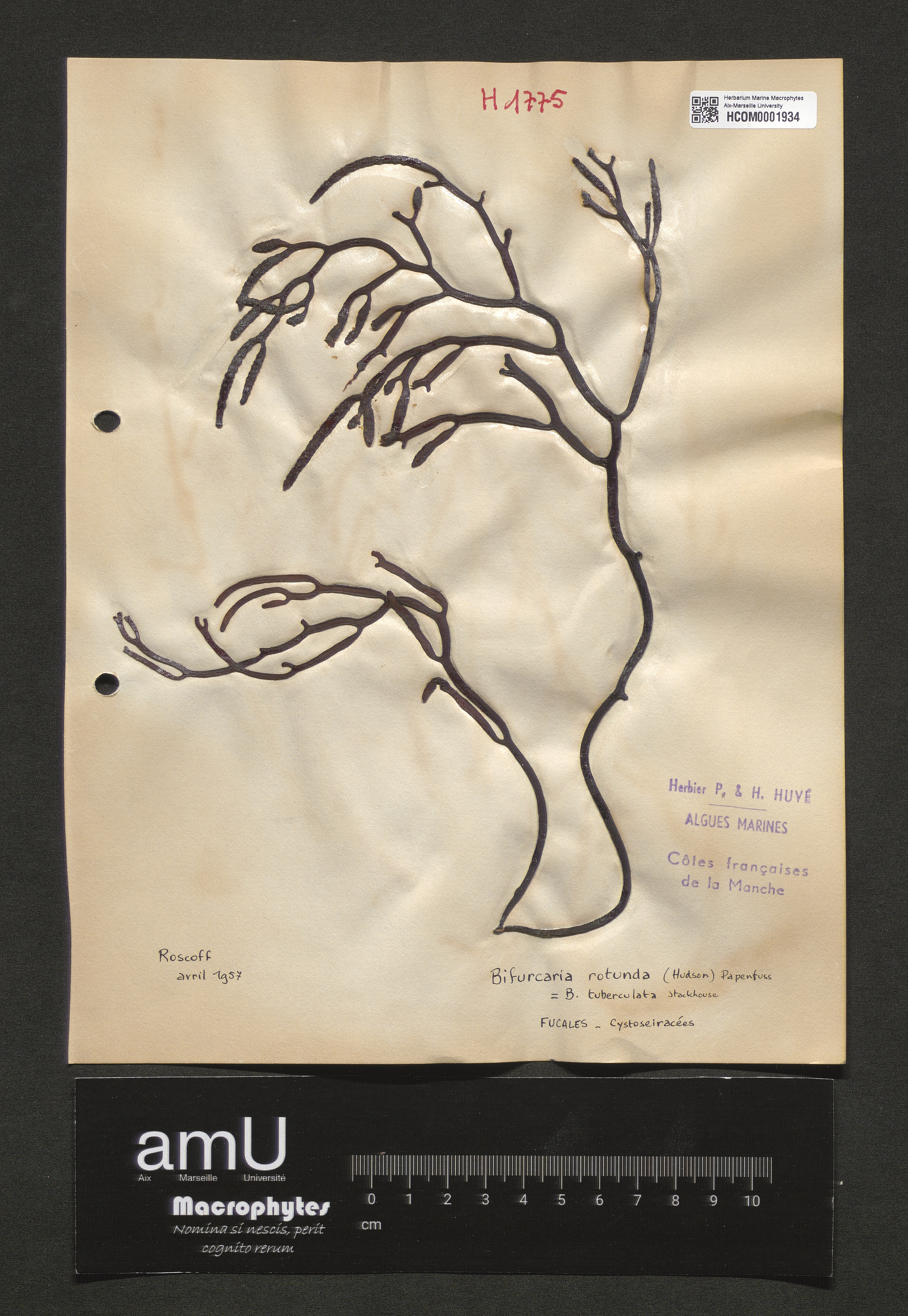 Bifurcaria rotunda specimen
