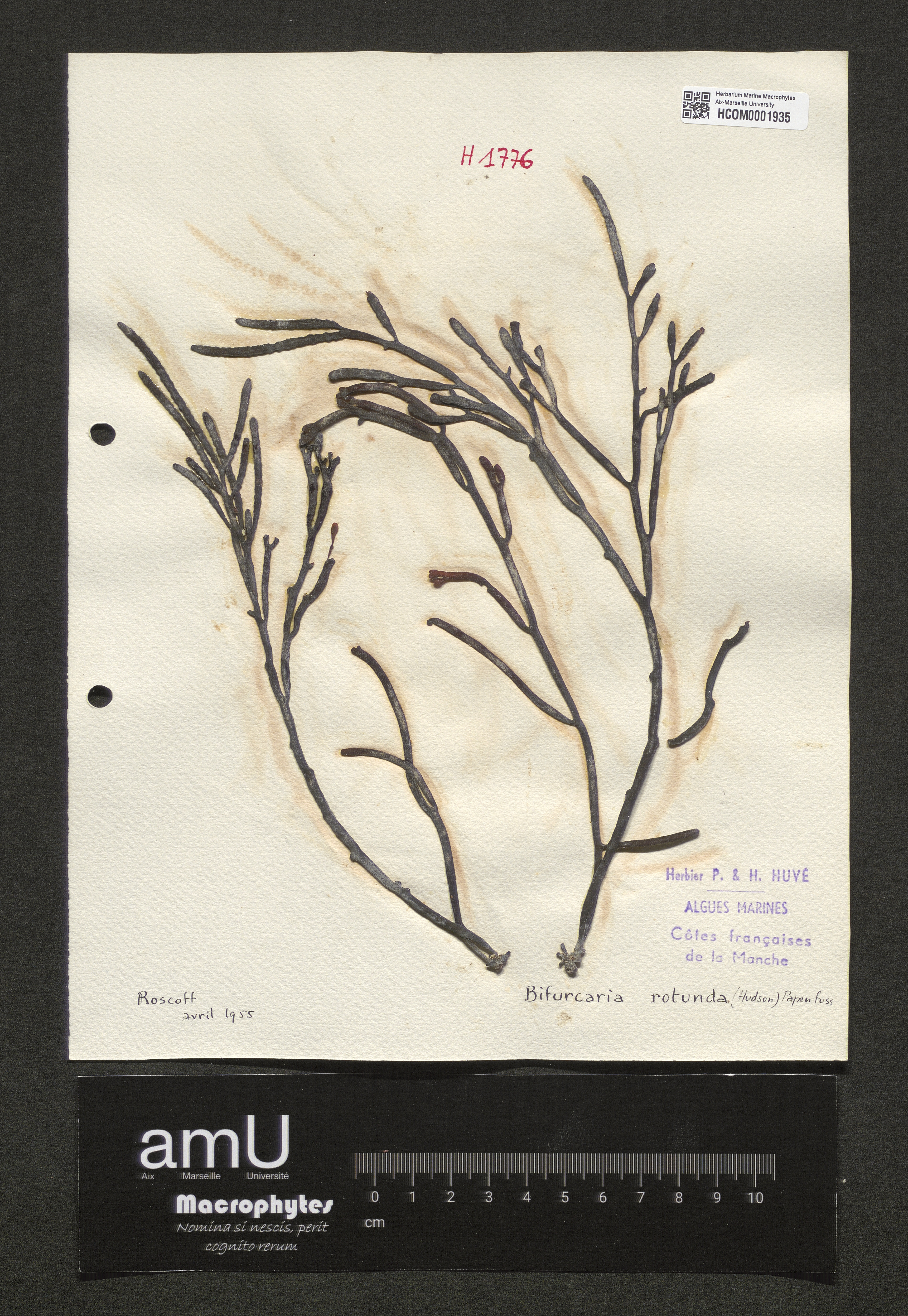 Bifurcaria rotunda specimen