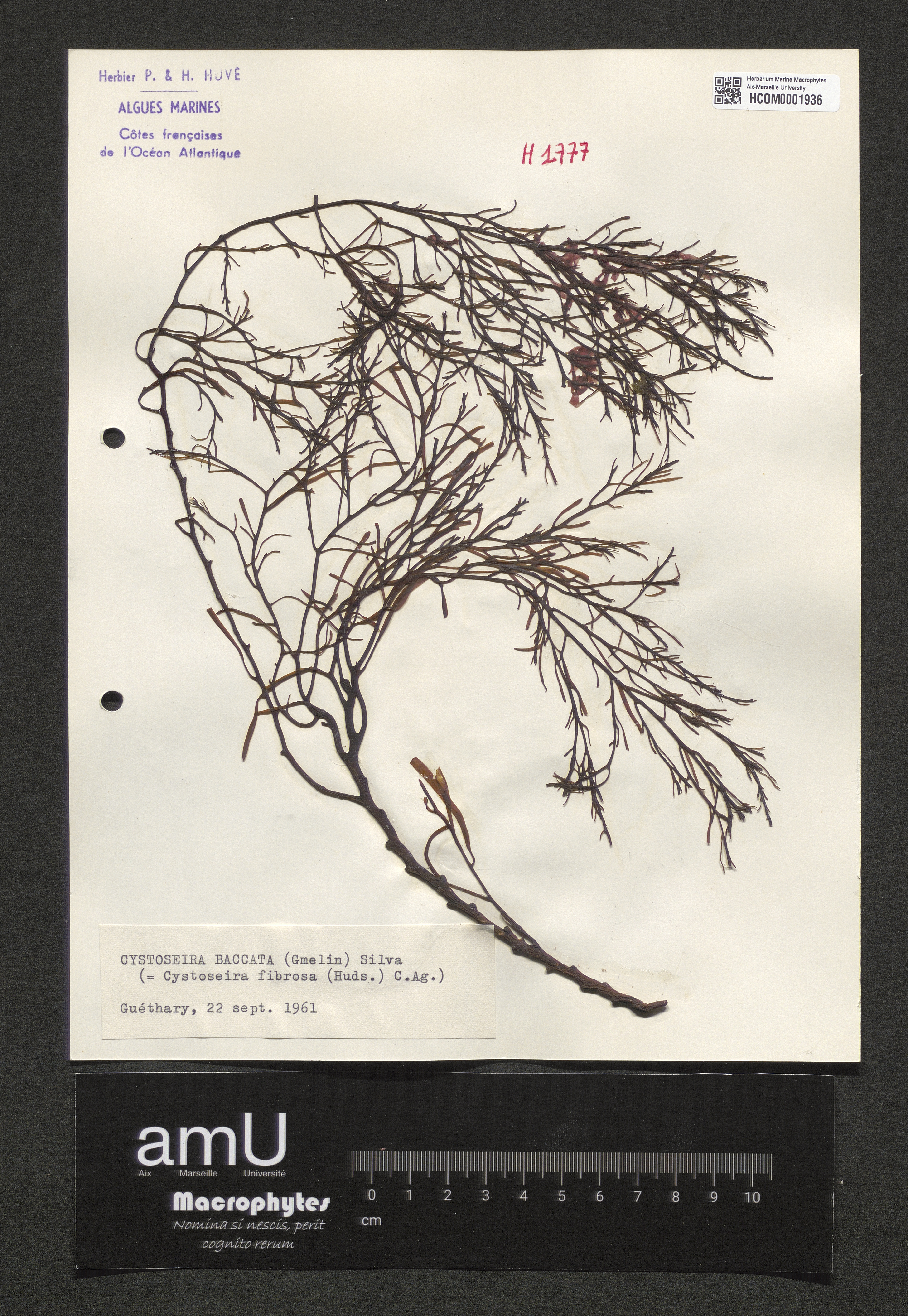Cystoseira baccata specimen