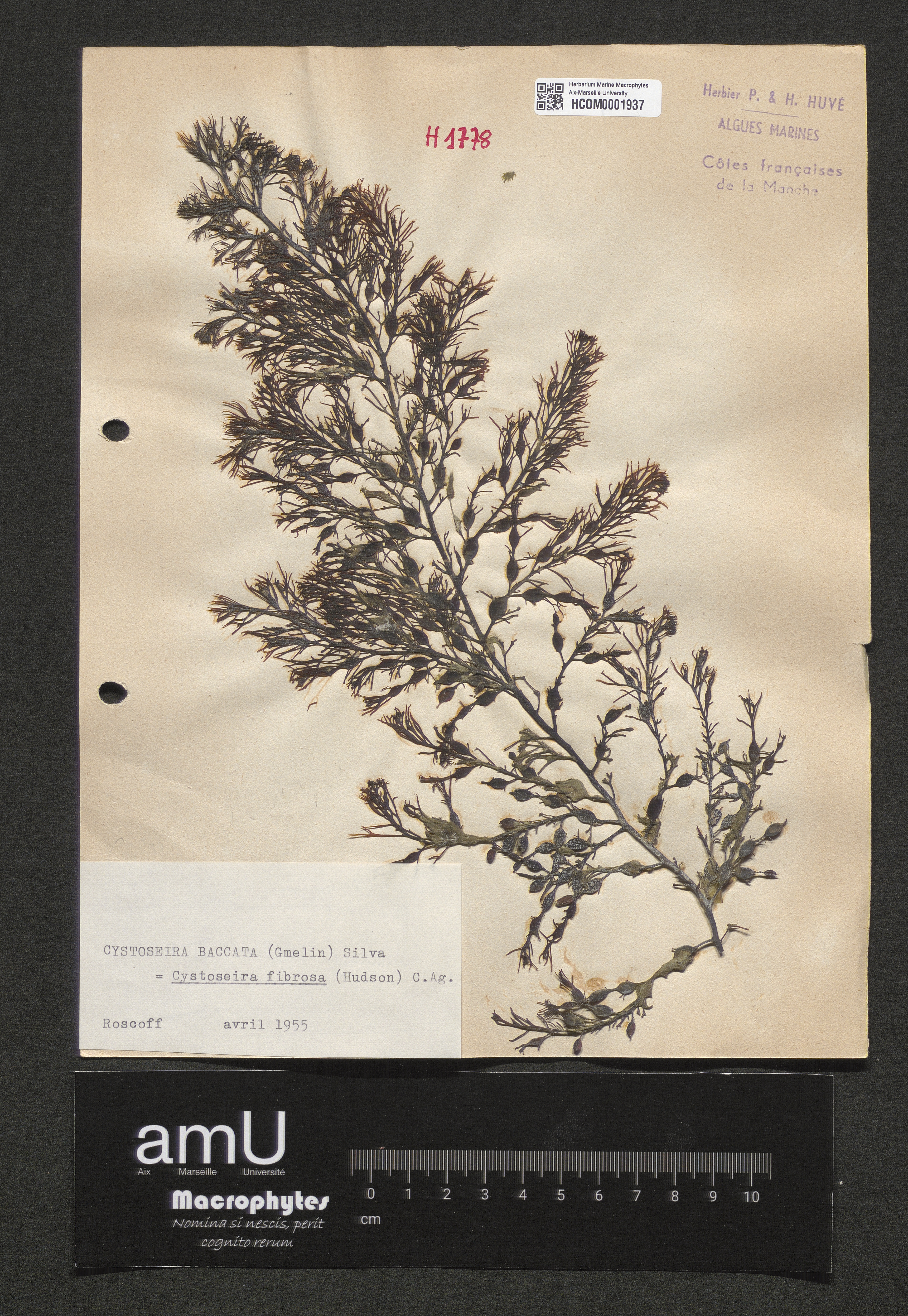 Cystoseira baccata specimen