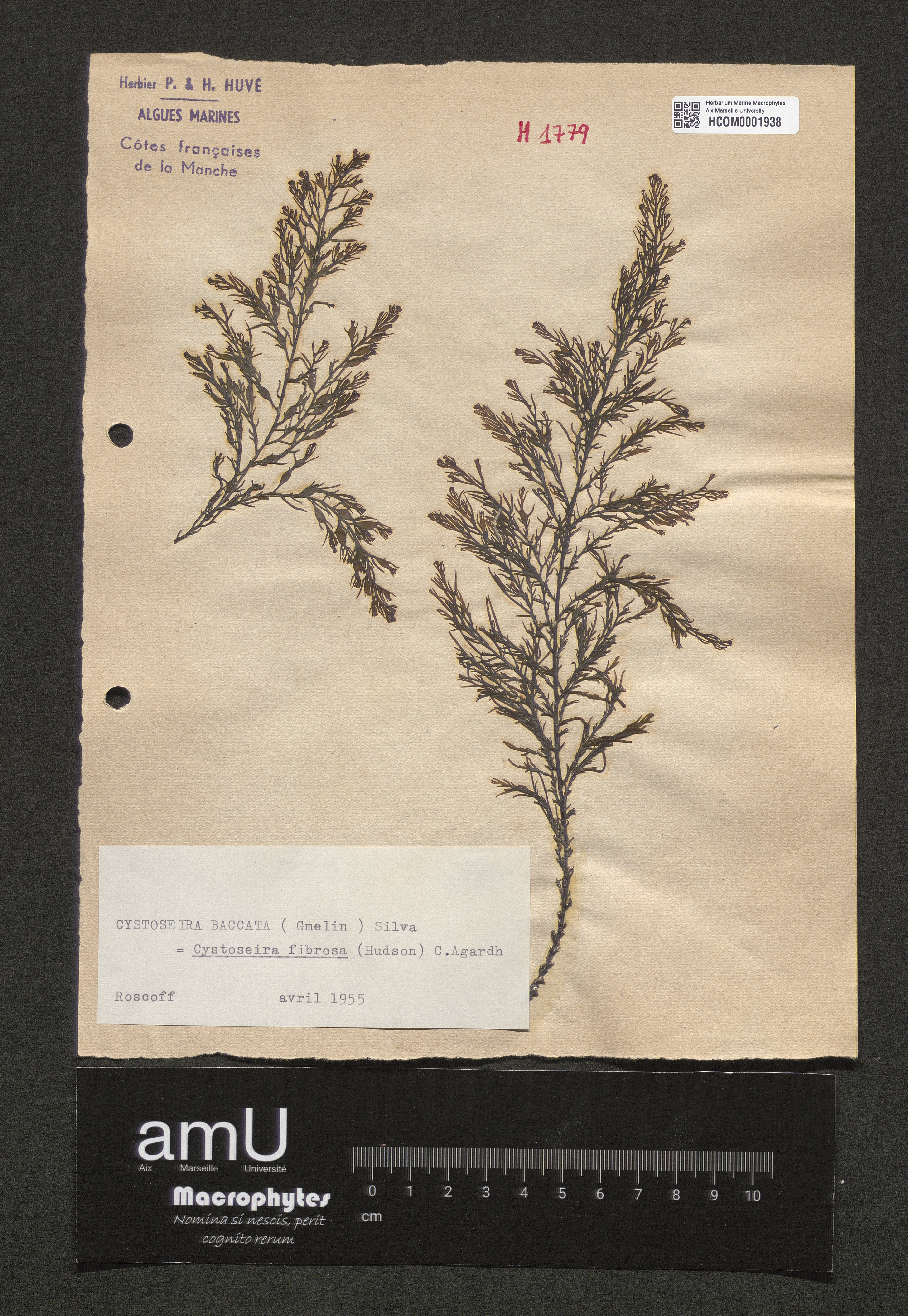 Cystoseira baccata specimen