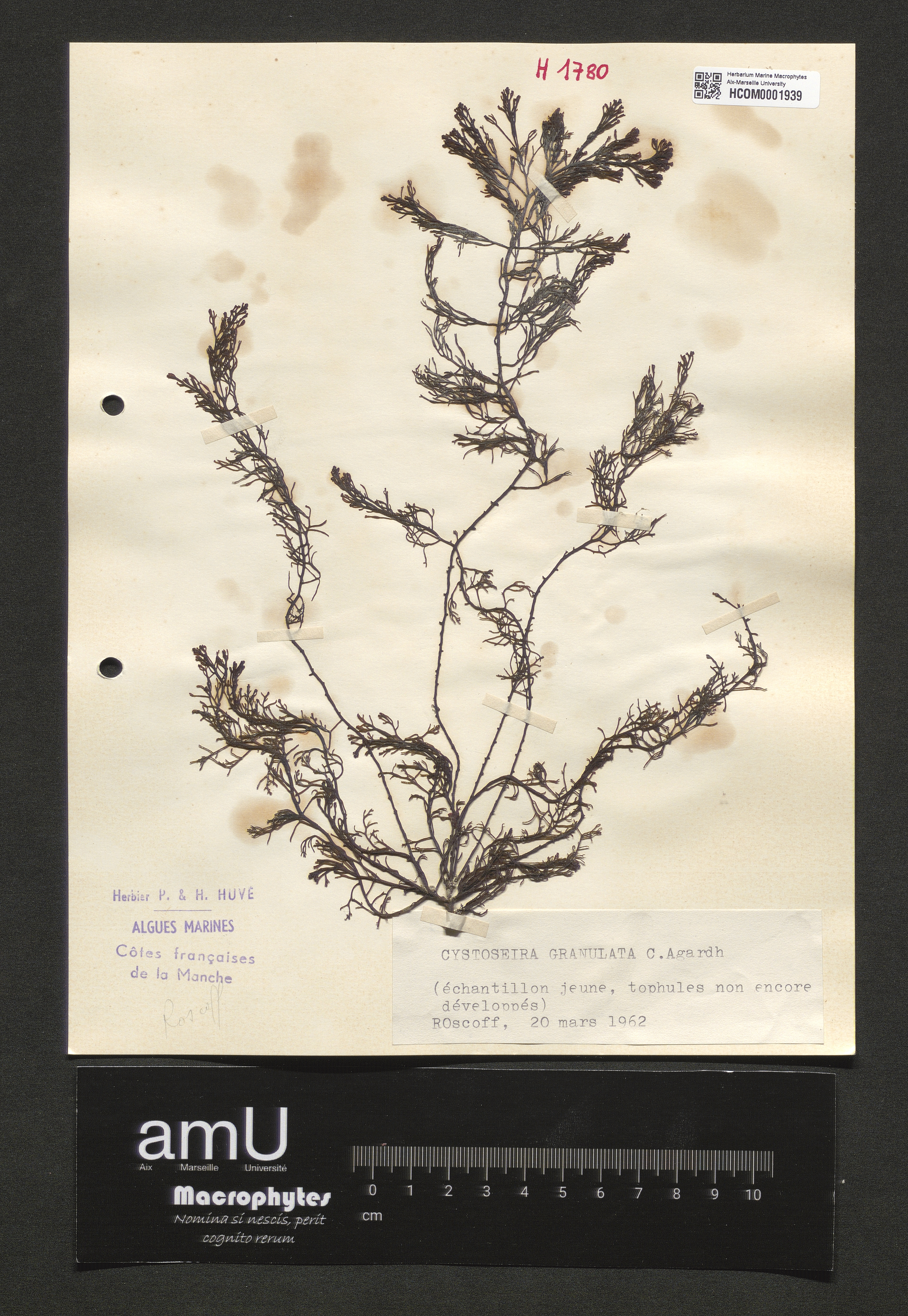 Cystoseira granulata specimen
