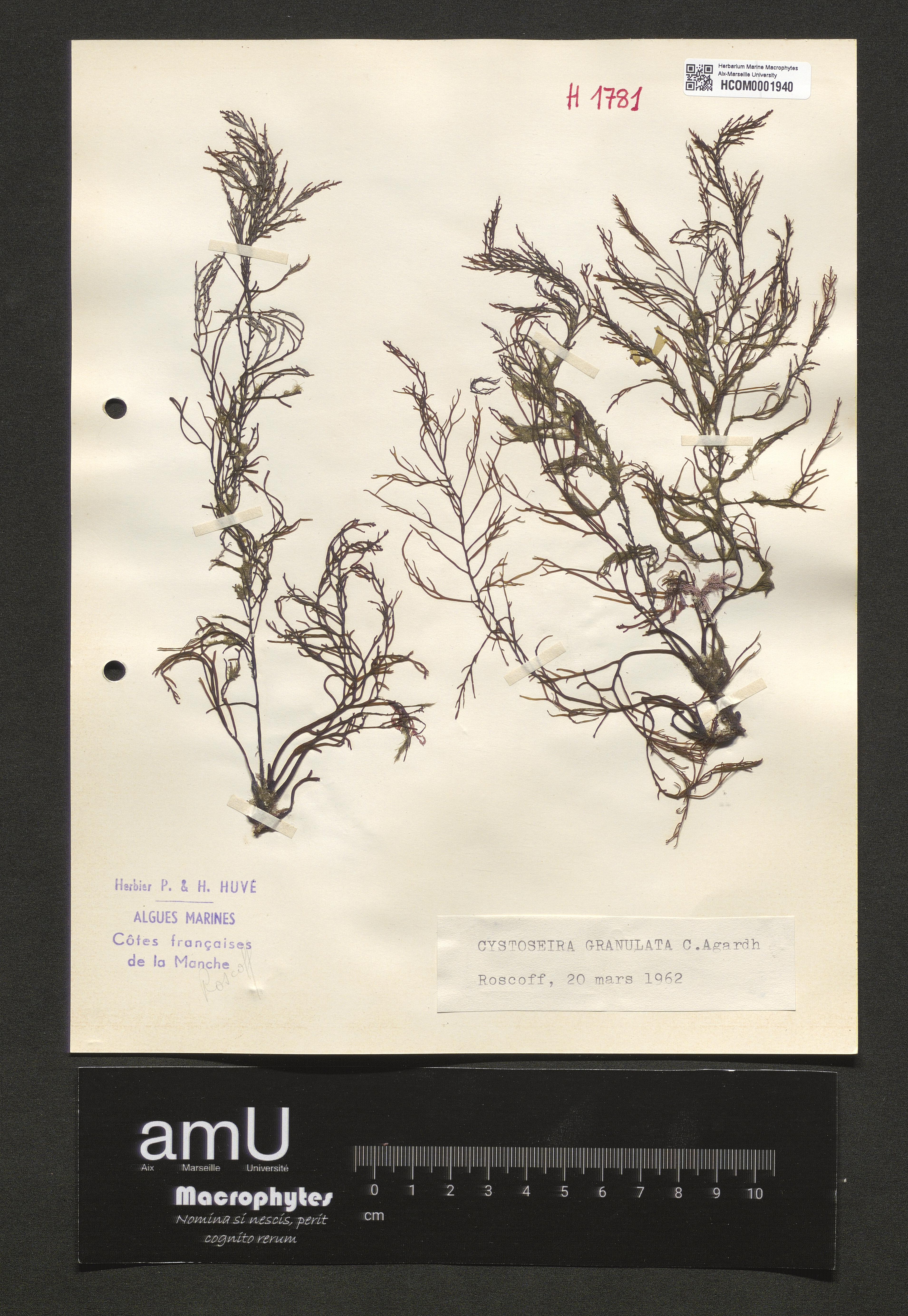 Cystoseira granulata specimen