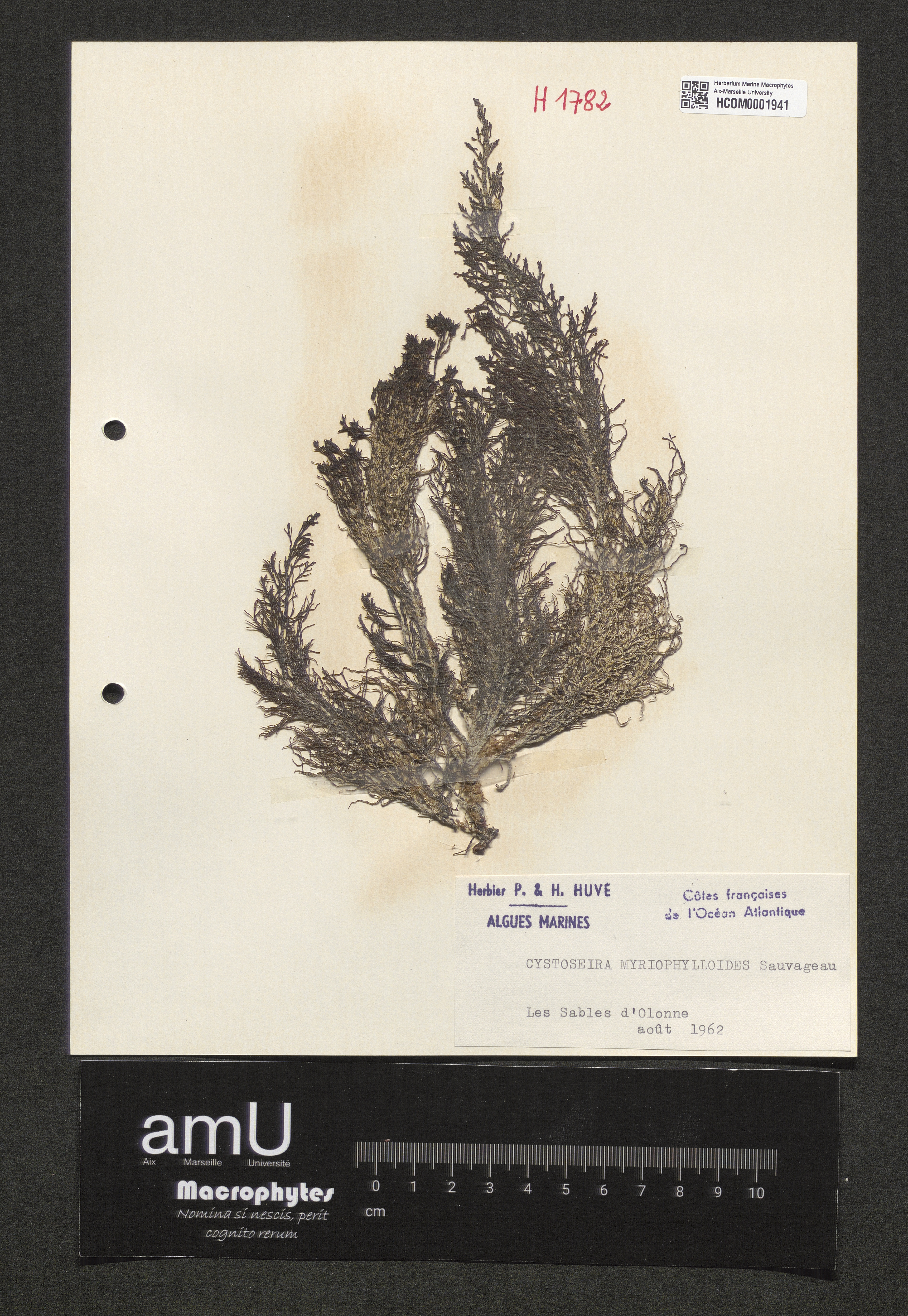 Cystoseira myriophylloides specimen