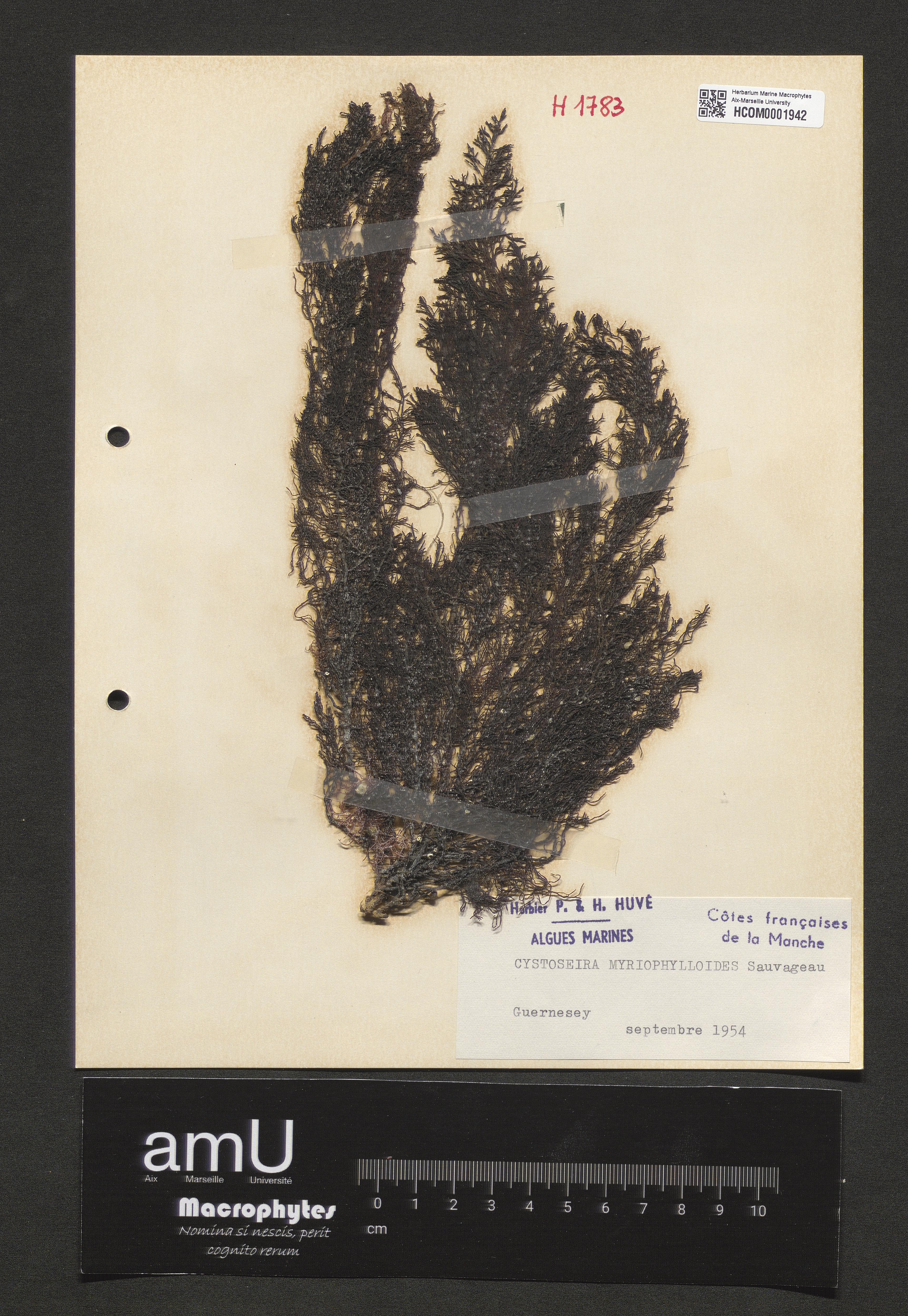 Cystoseira myriophylloides specimen