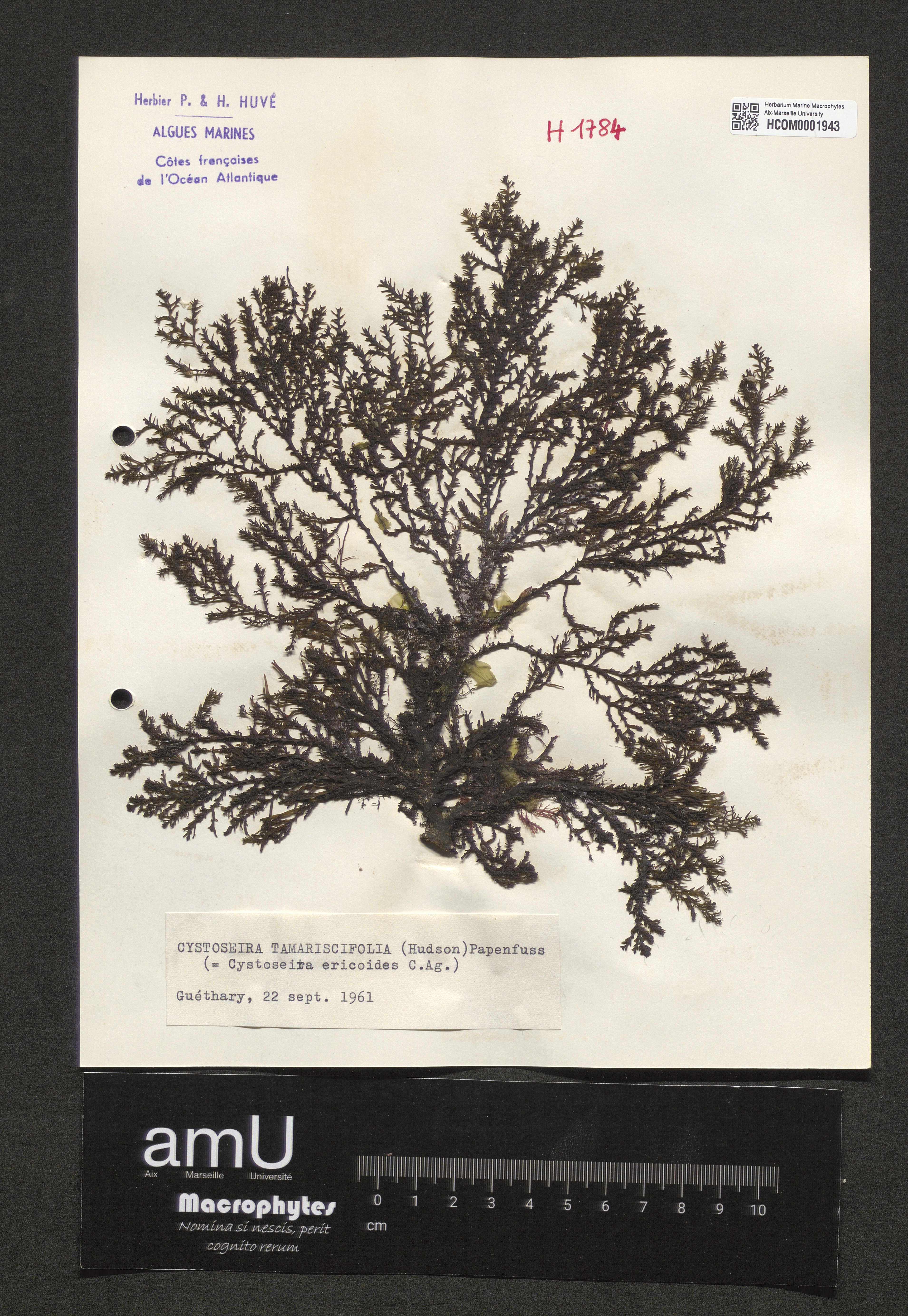 Cystoseira tamariscifolia specimen