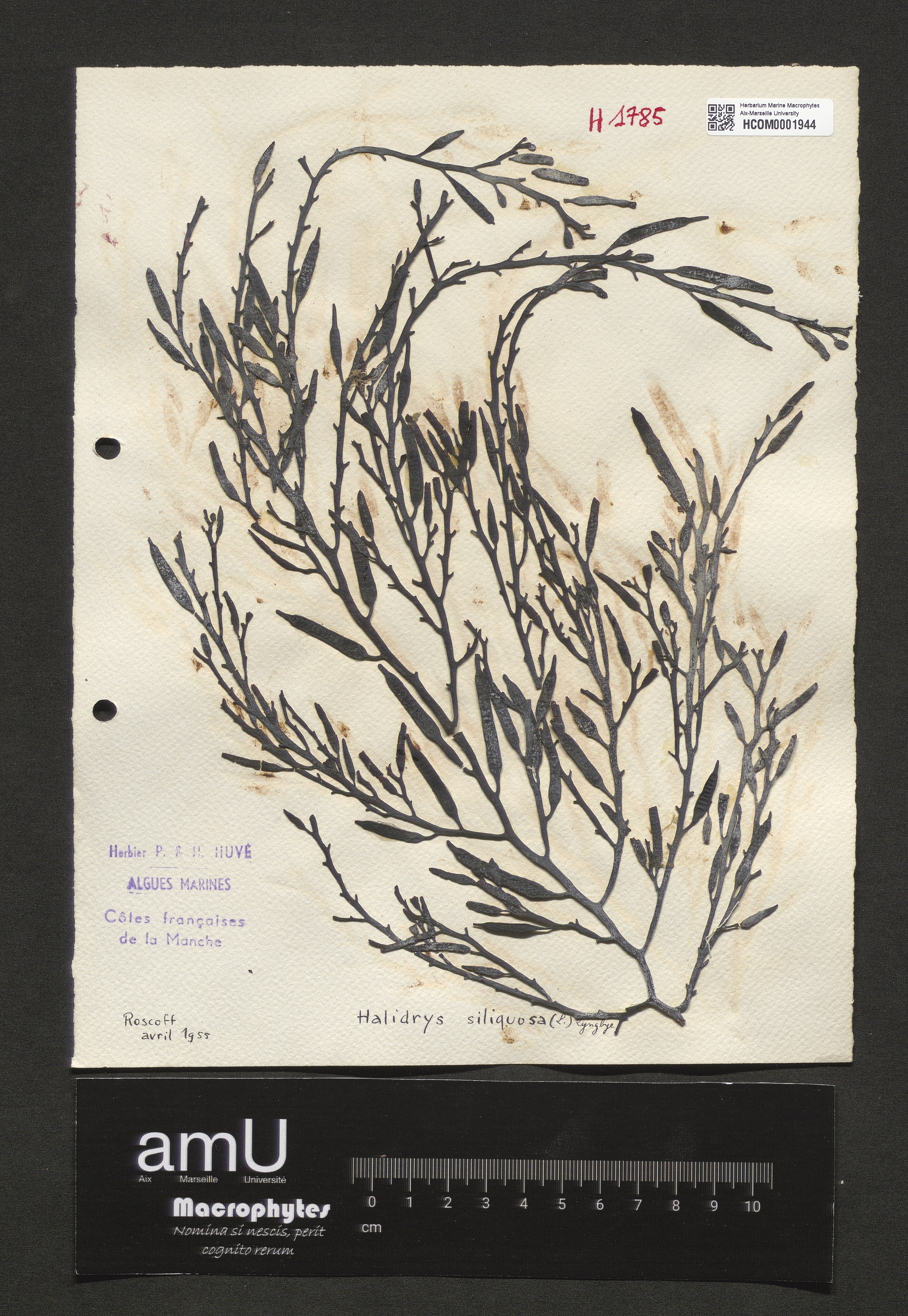 Halidrys siliquosa specimen