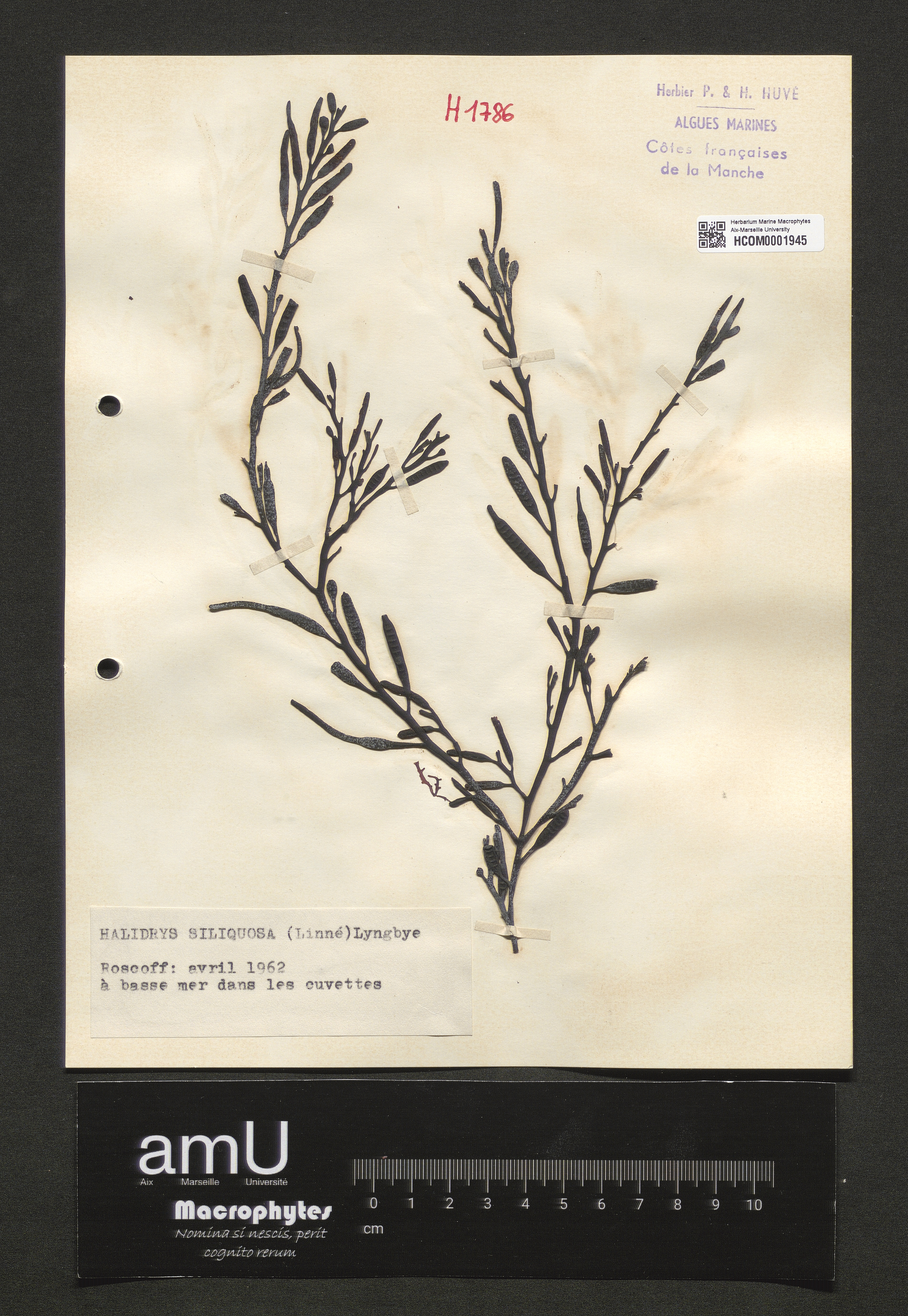 Halidrys siliquosa specimen