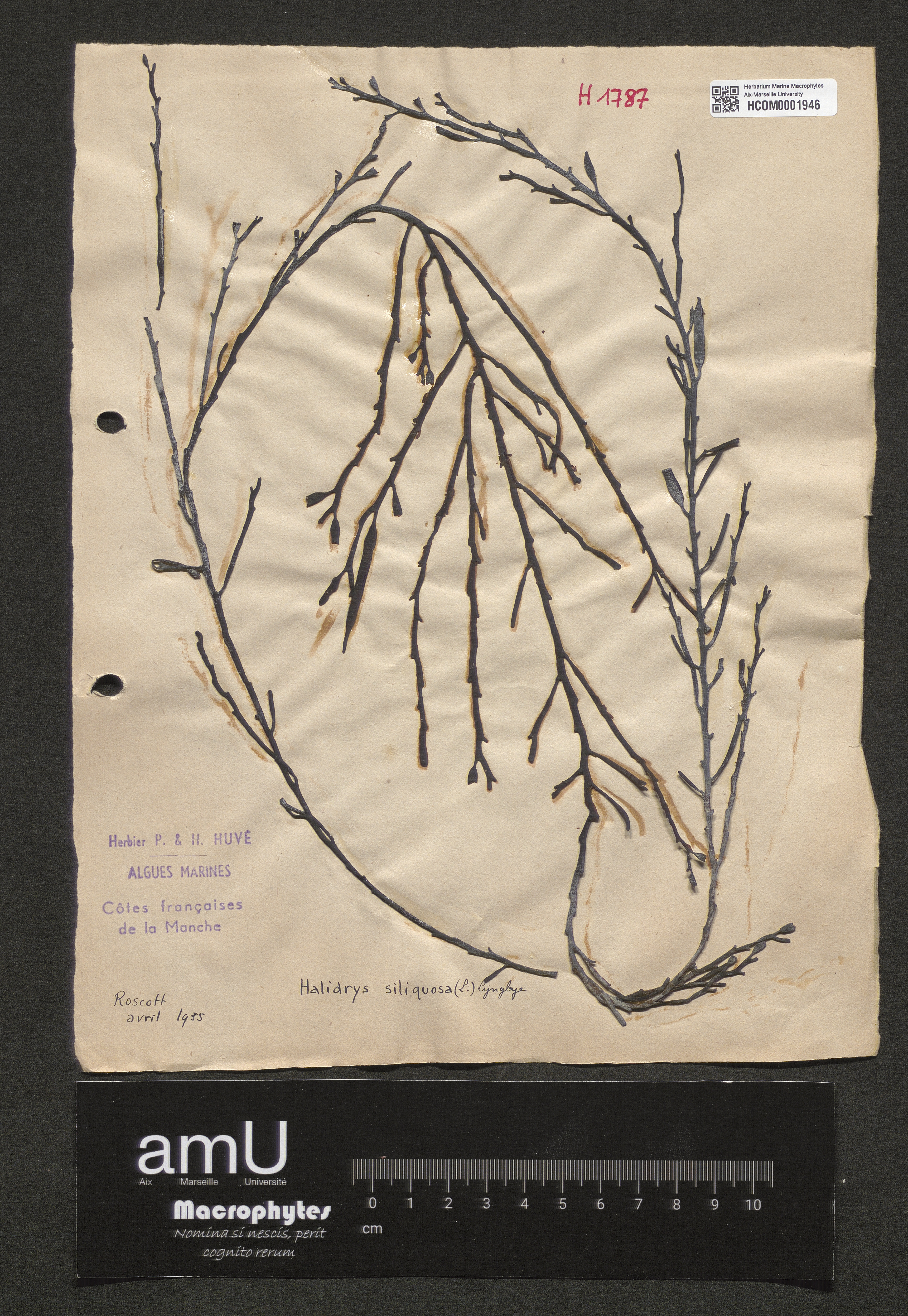 Halidrys siliquosa specimen